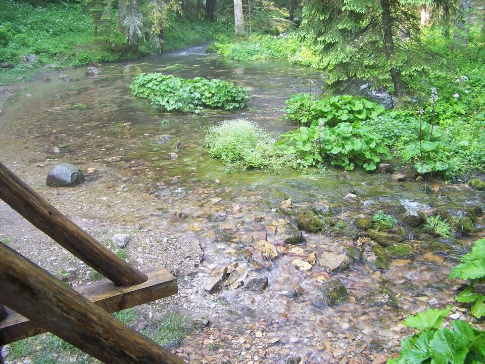Na zdjęciu znajduje się szeroko płynący, płytki strumień. Widoczne są kamienie i piasek na dnie. Gdzieniegdzie w strumieniu rosną kępy  roślin wodnych o dużych liściach. Po prawej stronie znajduje sie także drzewo iglaste. W lewym dolnym rogu zdjęcia znajdują się dwie ociosane pnie, jedna z nich nana grubej poziomej desce. To elementy konstrukcyjne mostu lub kładki. 
