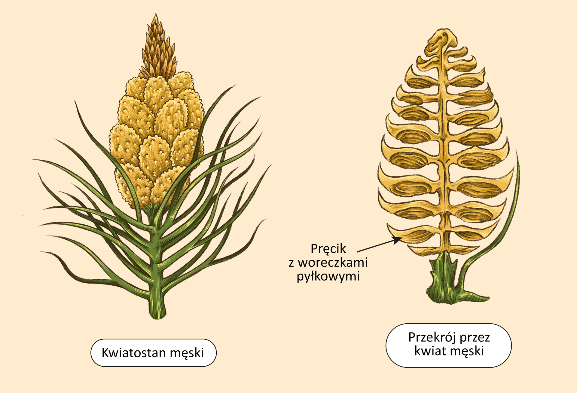 Na schemacie znajduje się kwiatostan męski rośliny nagonasiennej. Szyszka wyrasta z końca łodygi z długimi, wąskimi, zielonymi igłami. Dookoła jej osi widać owalne, nieregularne łuskowate pręciki w kolorze żółtym, na których widać drobiny pyłku. Każda z szyszek zakończona jest brązowym pękiem spiczastych listków. Na drugiej ilustracji znajduje się przekrój przez kwiat męski. Na osi widoczne są łuskowate, zakrzywione do góry pręciki z woreczkami pyłkowymi, które tworzą owalny, zwężający się ku górze kształt. Wyrasta on z zielonej podstawy. 