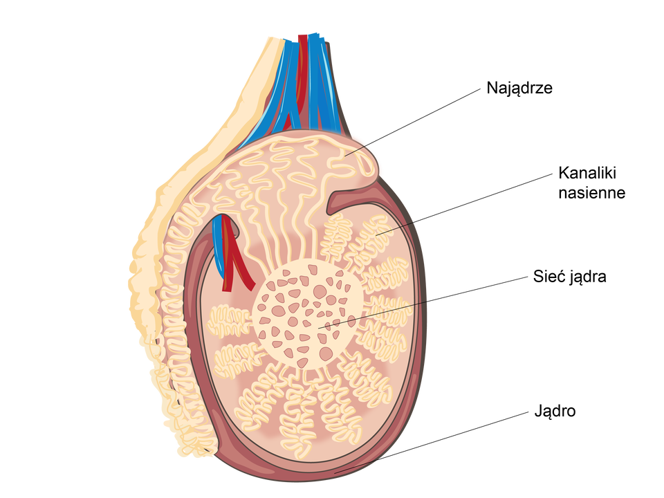 Ilustracja przedstawia schemat budowy wewnętrznej jądra.  Jądra mają kształt owalny, są wielkości śliwek, a wewnątrz nich znajdują się płaciki przedzielone przegródkami. Każdy płacik wypełniony jest nitkowatymi, poskręcanymi kanalikami nasiennymi. Sieć każdego z jąder łączy się z przylegającym do niego najądrzem. 
