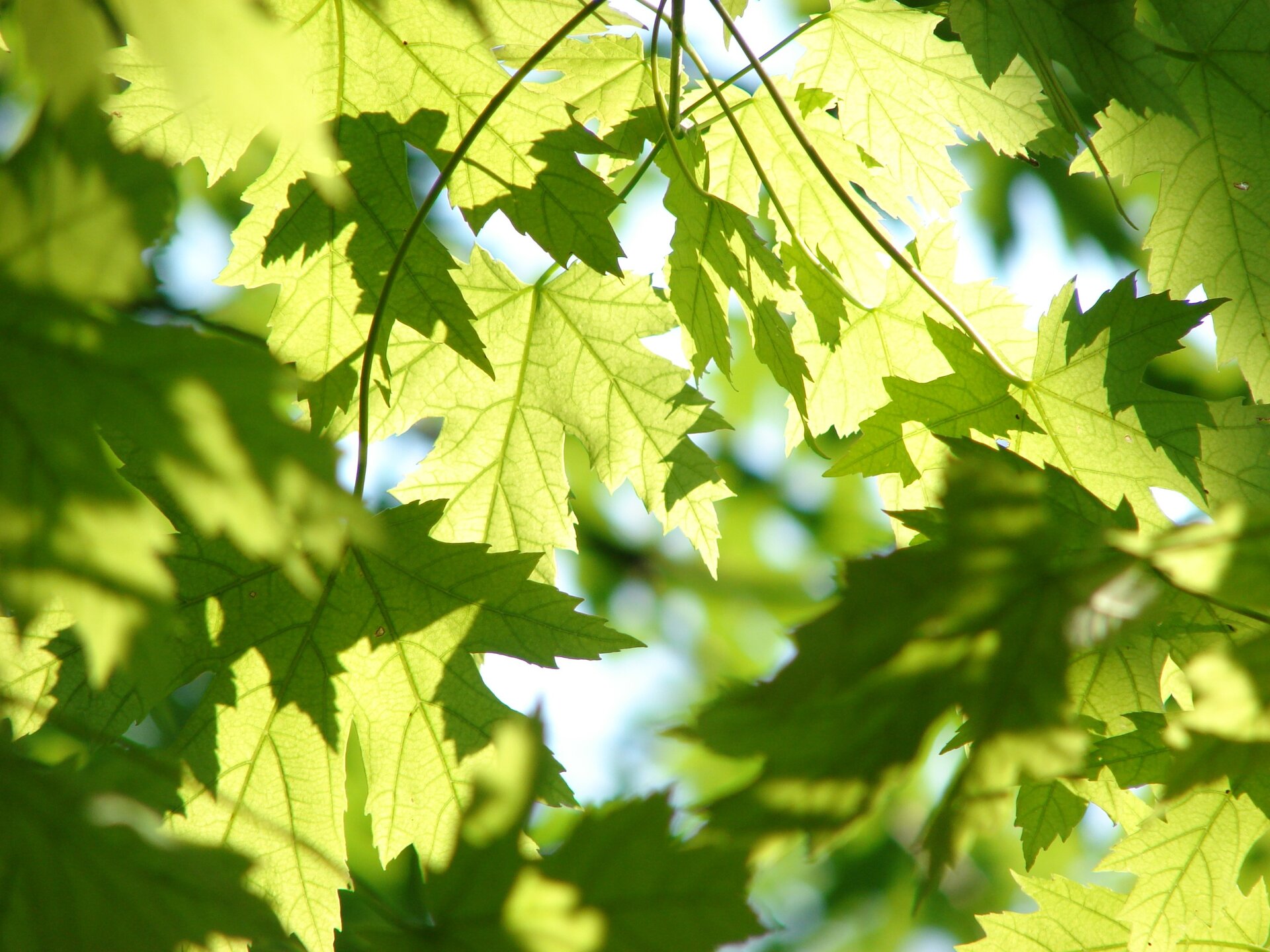 Fotografia prezentuje mechanizm powstawania cienia. Na fotografii widoczne liście klonu sfotografowane od spodu. Część liści ma kolor jasnozielony. Na niektórych liściach widać ciemnozielony cień liści, które są nad nimi.