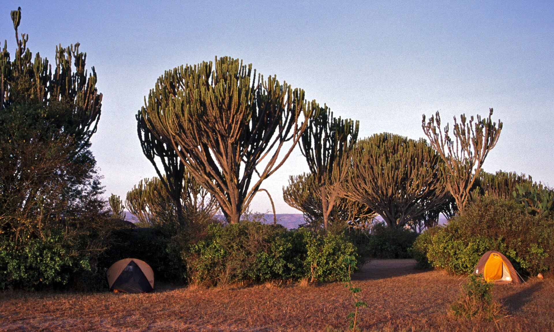 Fotografia prezentuje kilka roślin wilczomlecza kandelabrowego. Jest to osadzony na wysokiej łodydze rozgałęziający się sukulent, przypominający wyglądem drzewo. Obok niego widocznych jest parę drobnych, zielonych krzewów.