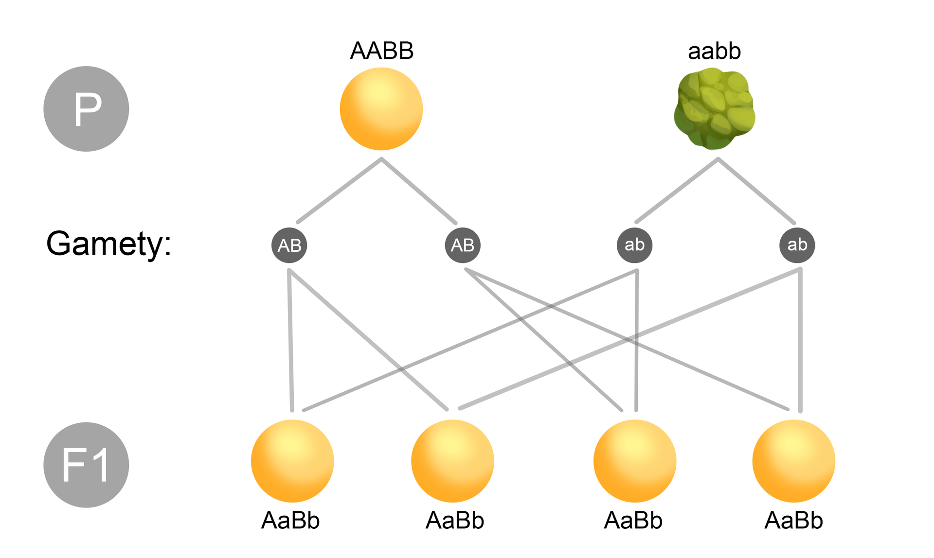 Schemat pokazuje dwa okazy rodzicielskie oznaczone literą P (duże P) o homozygocie AABB – dwa duże A, dwa duże B (żółta kulka) oraz aabb – dwa duże A, dwa duże B (zielona ziarnista kulka). AABB (dwa duże A, dwa duże B) daje dwie gamety AB (duże A, B) AB (duże A, B), a z homozygoty aabb (dwa małe a, dwa małe b) są dwie gamety ab (małe ab) ab (małe ab). W pokoleniu F1 z gamet AB (duże A, B) powstają heterozygoty AaBb (duże A, małe a, duże B, małe b) oraz AaBb (duże A, małe a, duże B, małe b). W sumie cztery. Z gamet ab (małe a, b) powstają cztery heterozygoty AaBb (duże A, małe a, duże B, małe b).