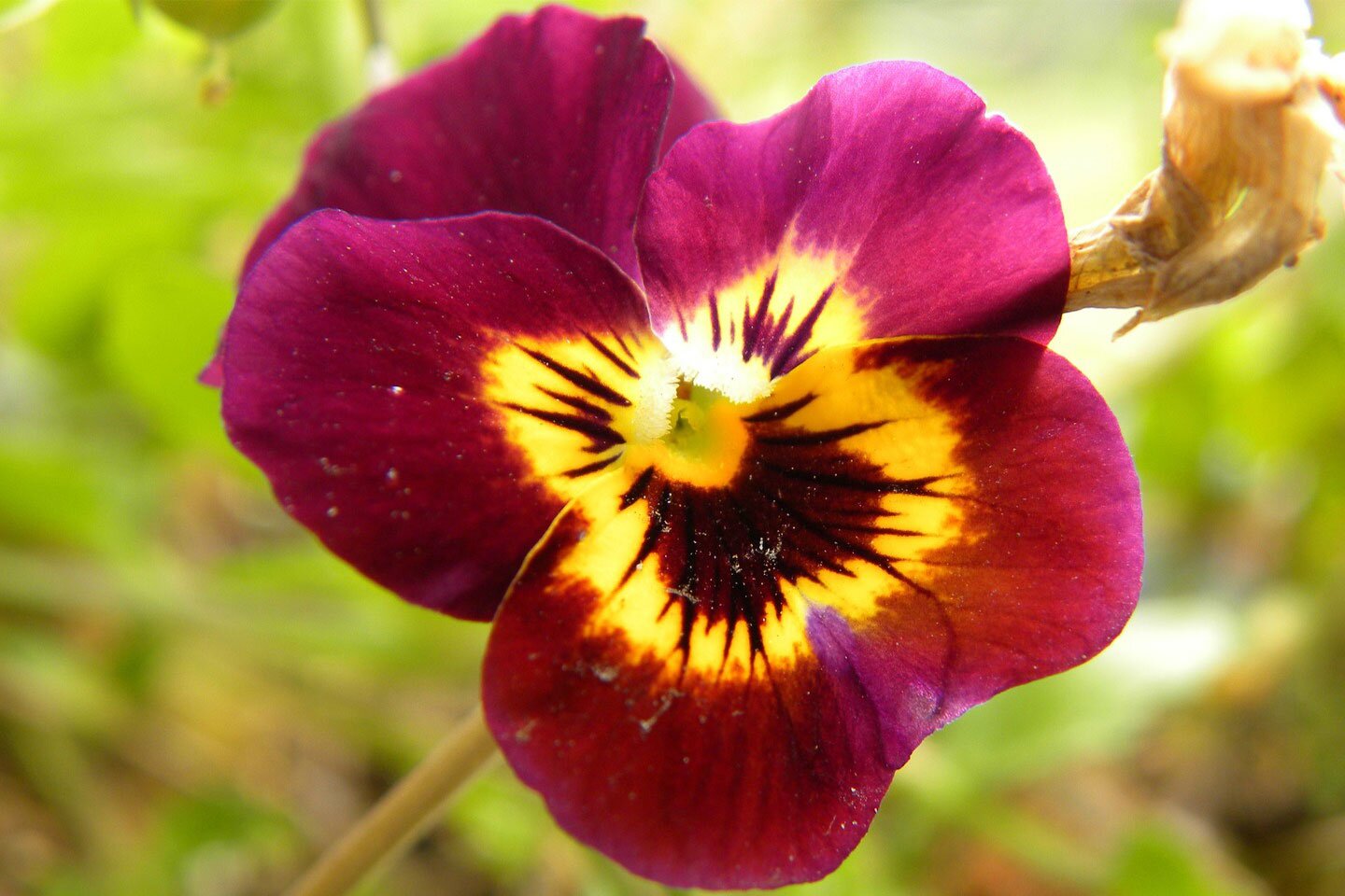 Zdjęcie przedstawia kwiat bratka. Całą przestrzeń zdjęcia zajmują płatki kwiatu. Płatki okalają centralną część kwiatu. Pięć płatków częściowo nachodzi na siebie nawzajem. Krawędzie płatków są zaokrąglone. Płatki podzielone są kolorystycznie na dwie części. Część zewnętrzna bordowo fioletowa. Wewnętrzna część płatków żółta. Żółta część płatków jest pokryta ciemnymi bordowymi smugami. Smugi szersze wokół środka kwiatu, rozchodzą się promieniście do połowy płatków tylko na żółtej części płatków.