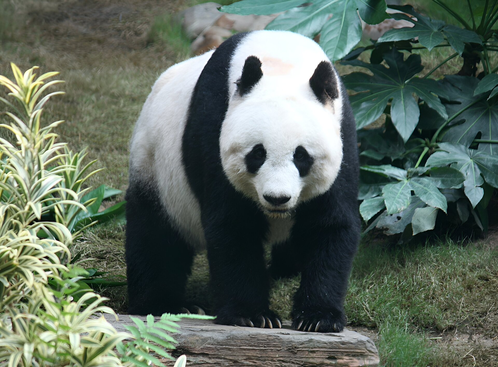 Zdjęcie przedstawia duże zwierzę stojące na kamieniu. W tle widać pagórek porośnięty trawą. Po prawej i lewej stronie rosną tropikalne zielone rośliny. Zwierzę jest duże, ma cztery łapy zakończone pazurami, małą głowę i czarno‑białą sierść.