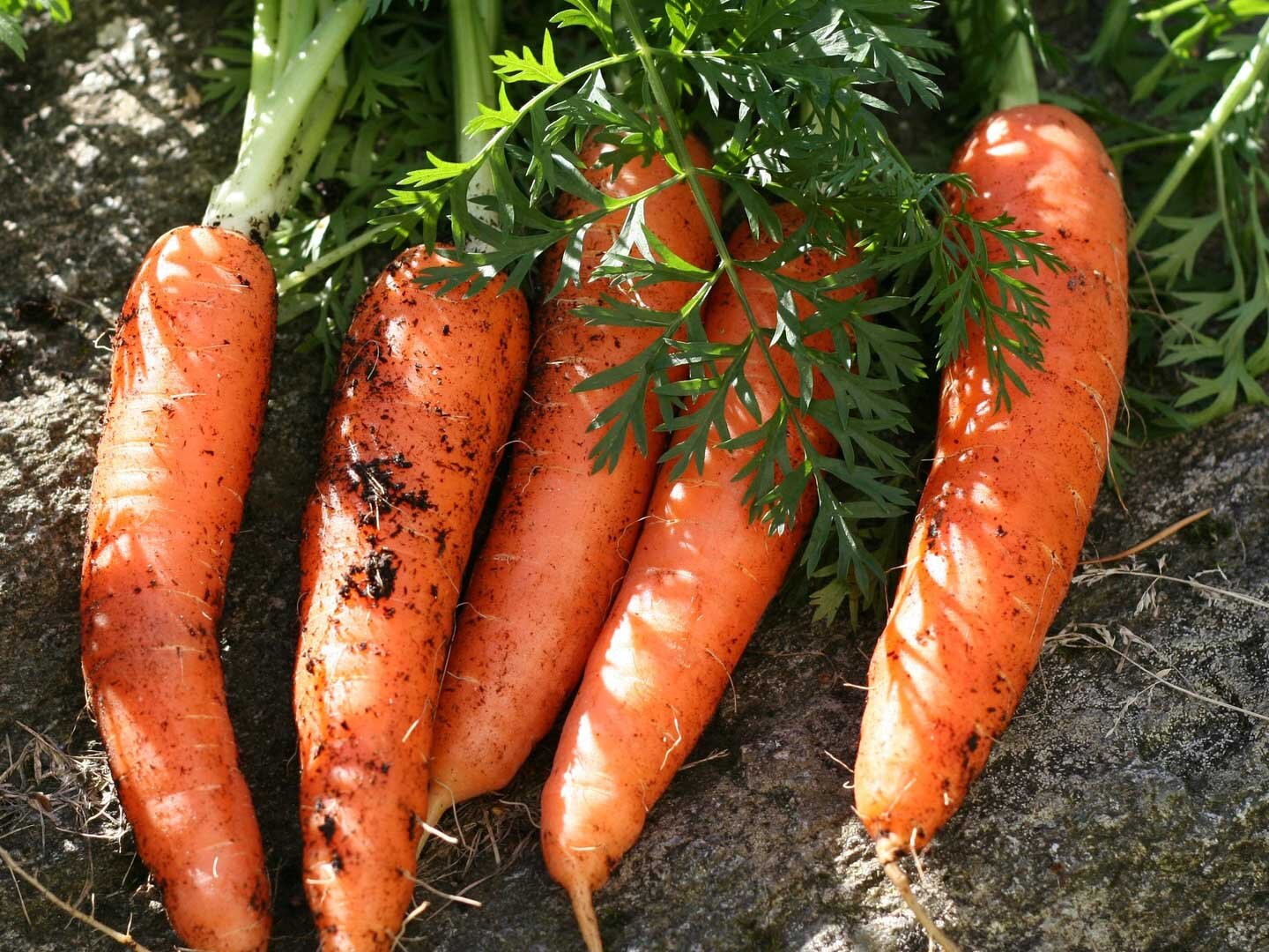 Fotografia przedstawiająca pięć młodych korzeni marchwi leżącej na ziemi