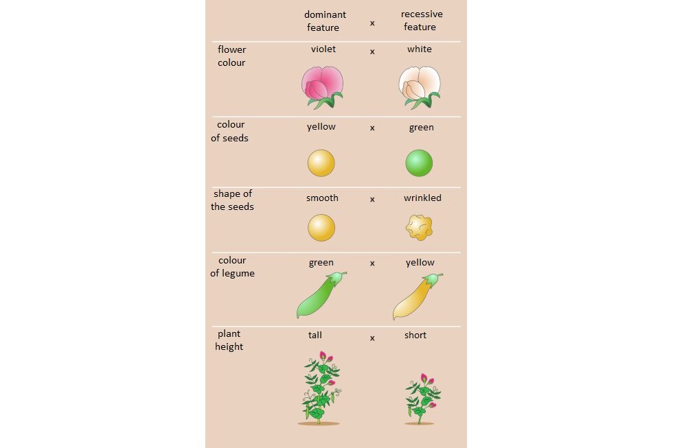 Ilustracja przestawia cechy grochu badane przez Grzegorza Mendla. Rysunki są w dwóch kolumnach i czterech rzędach. Lewa kolumna przedstawia cechy dominujące, prawa krzyżowane z nimi cechy recesywne. Od góry kwiat czerwony krzyżowany z białym. Niżej nasiona żółte krzyżowane z zielonymi. W trzecim rzędzie nasiona okrągłe krzyżowane z pomarszczonymi. Niżej strąk zielony krzyżowany z żółtym. Na dole roślina wysoka krzyżowana z niską. Podpisano: dominant feature; recessive feature; flower colour; colour of seeds; shape of the seeds; colour of legume; plant height; violet; white; yellow; green; smooth; wrinkled; tall; short