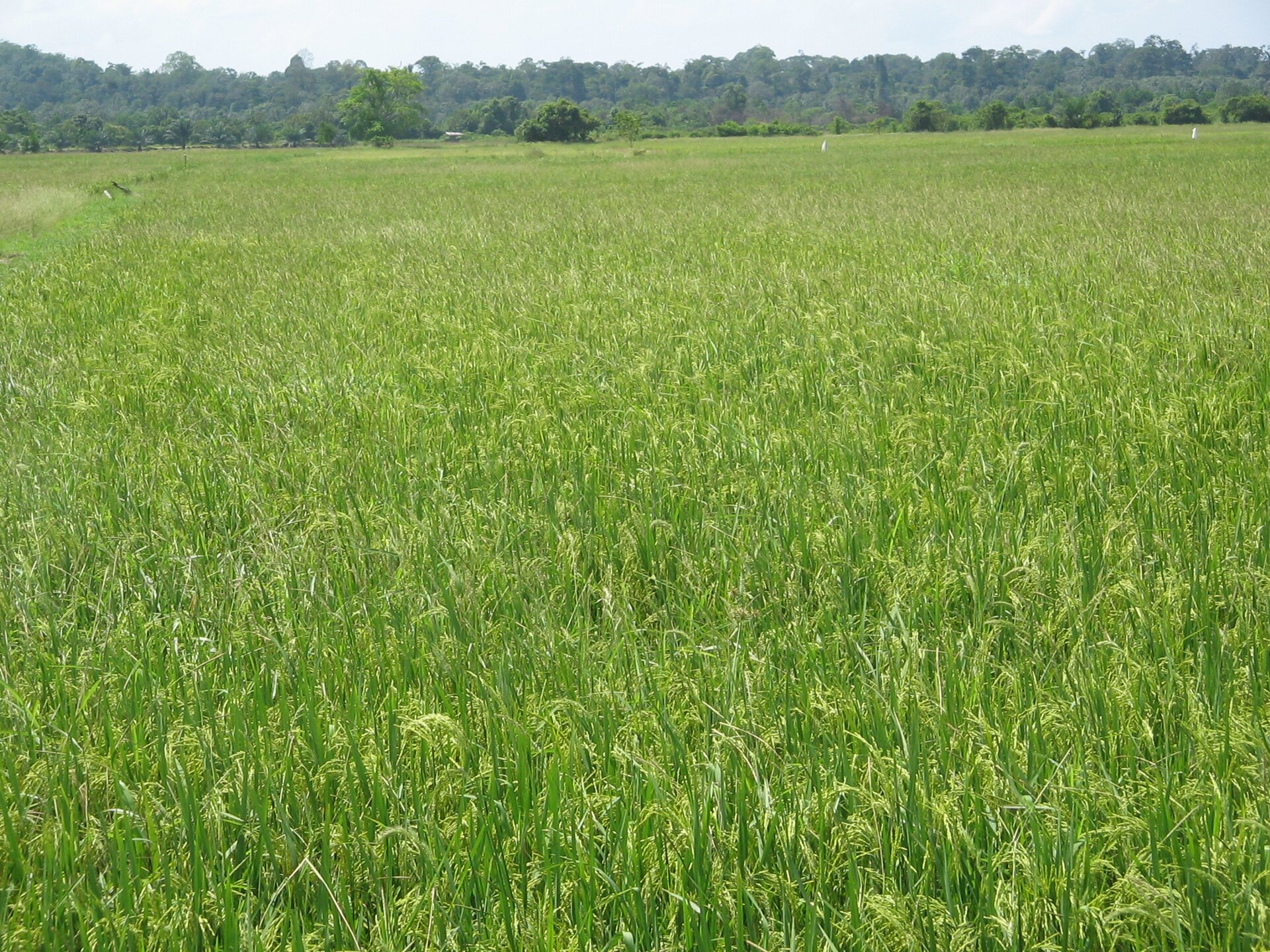 Zdjęcie przedstawia pole ryżowe. Na pierwszym planie niska odmiana ryżu, która rozciąga się na całej szerokości fotografii. Rośliny są koloru zielonego. Na horyzoncie widoczny wysoki las mieszany.