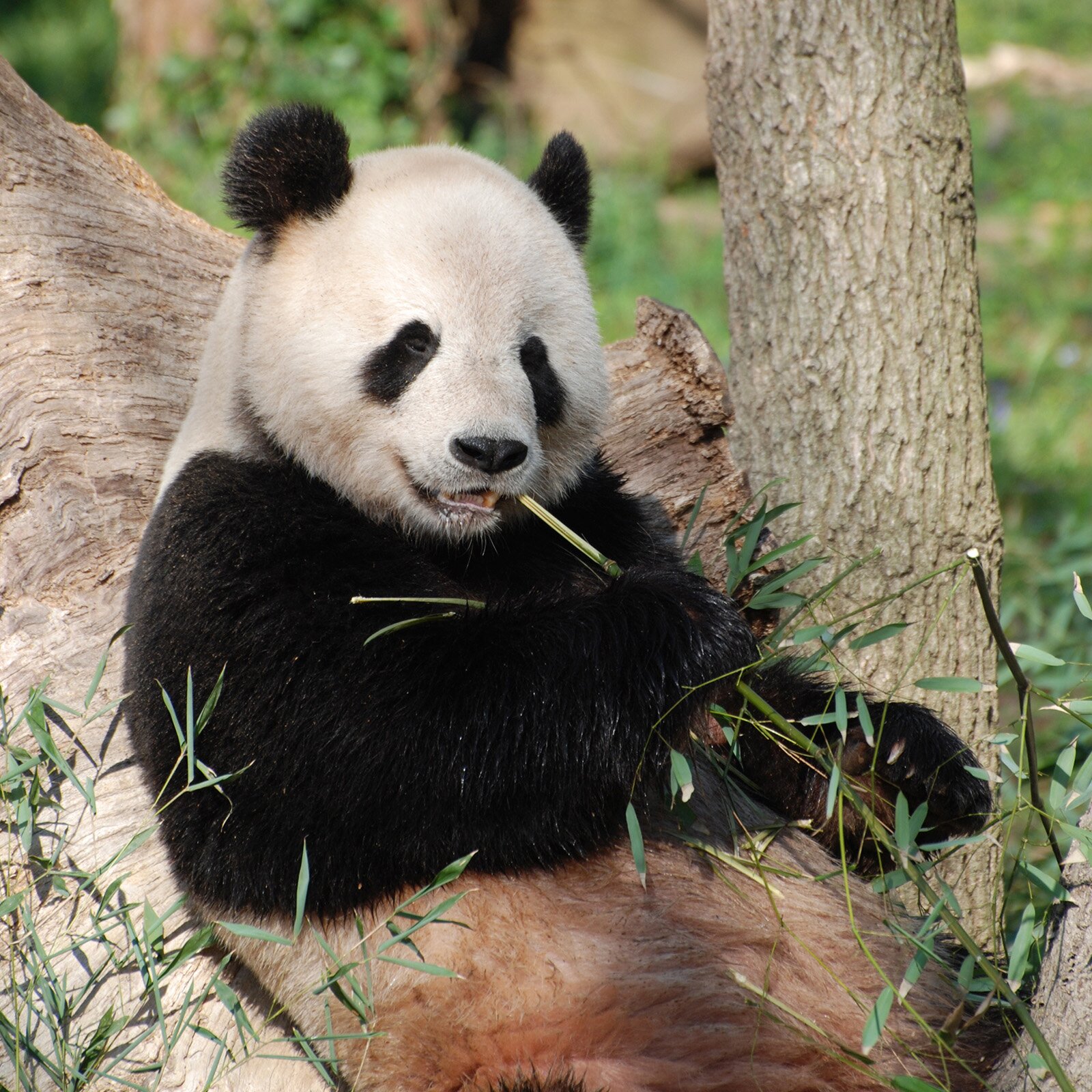 Zdjęcie przedstawia siedzącą pandę, opartą o pień drzewa. Panda ma czarne przednie łapy, czarny kark i ramiona oraz uszy, a także czarne plamki dookoła oczu. Pozostała część ciała jest biała. Panda w pysku trzyma gałązkę bambusa, którą przytrzymuje przednimi łapami.