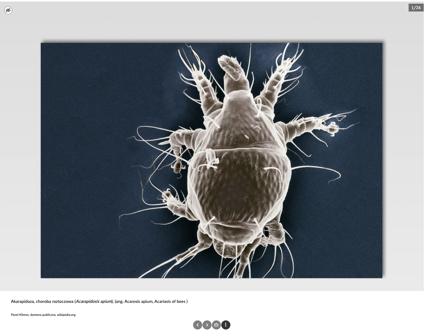 Grafika przedstawia rozwinięcie dodatkowych informacji po naciśnięciu „i” w panelu dolnym. Zostało wybrane zdjęcie pierwsze.