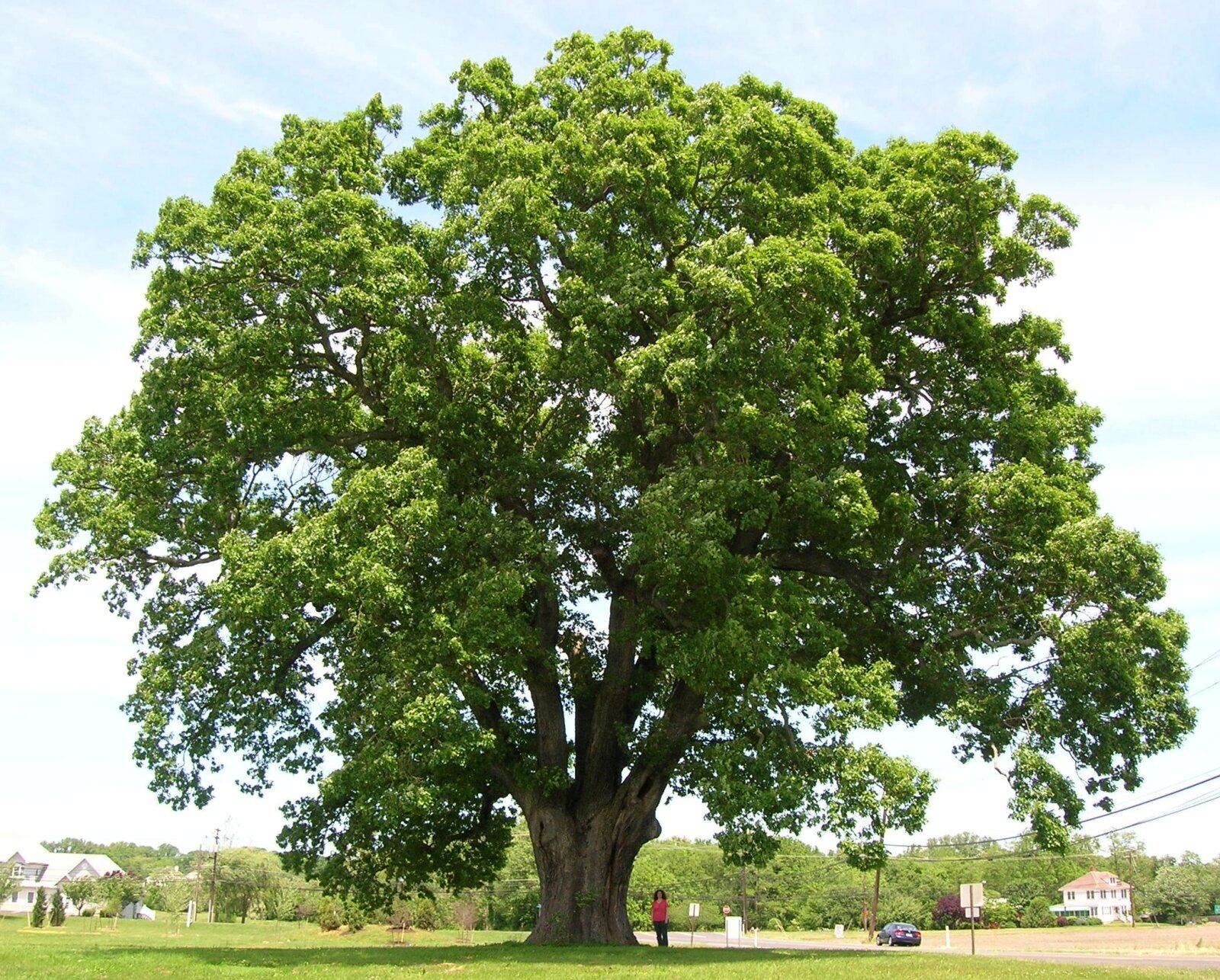 Dąb biały (Quercus alba)
