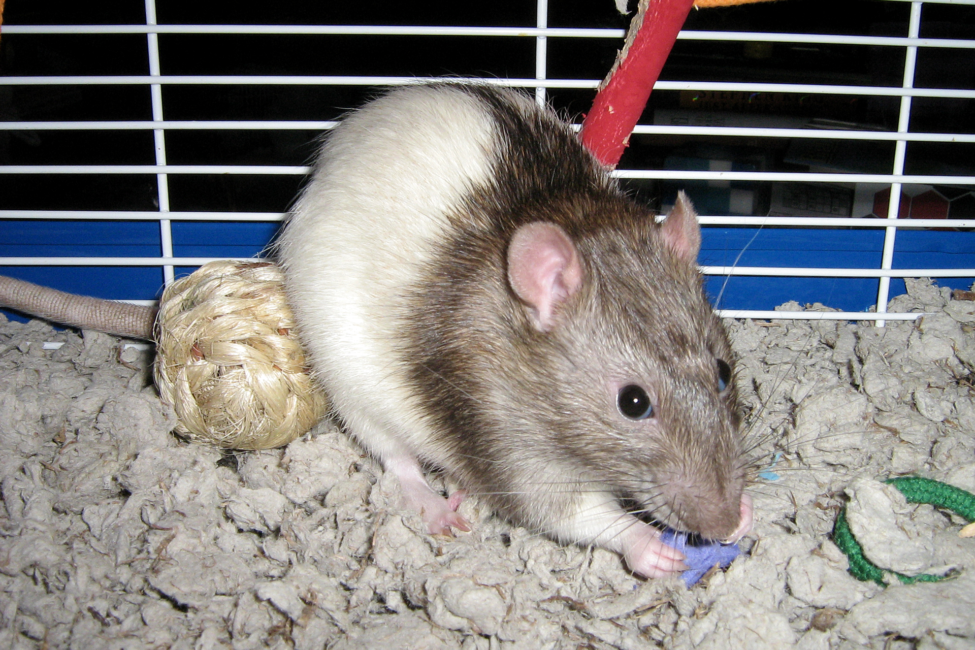 Zdjęcie prezentuje szczura w klatce bawiącego się niebieską zabawką. Przednia część jego ciała jest brązowoczarna, a tylna biała. Uszy, łapki i ogon są różowe.