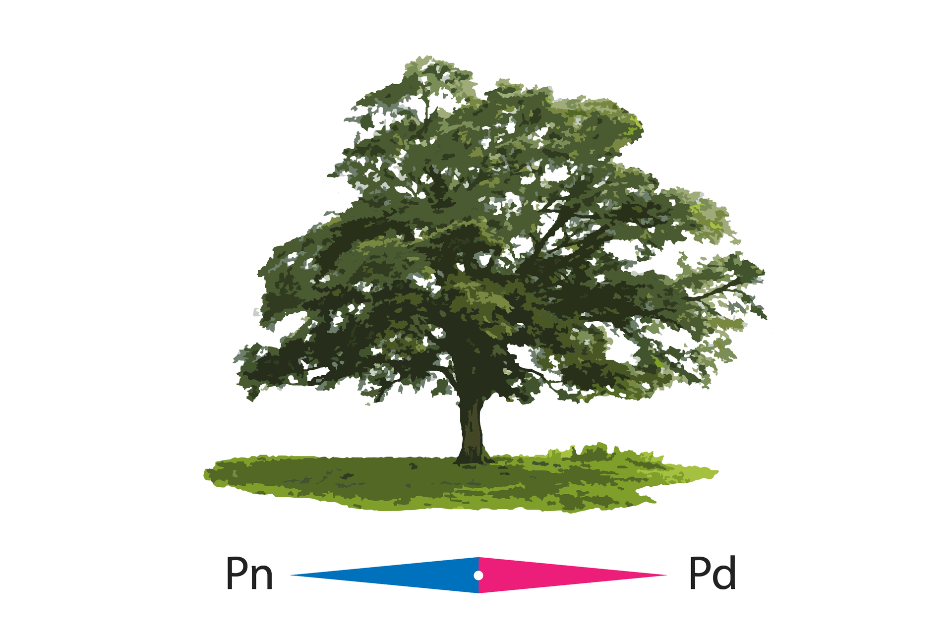 Na białym tle widnieje samotnie stojące zielone drzewo, którego korona jest bardziej rozbudowana od strony południowej niż od północnej. Na spodzie ilustracji widnieją wskazane kierunki północy po stronie lewej i południa po stronie prawej.