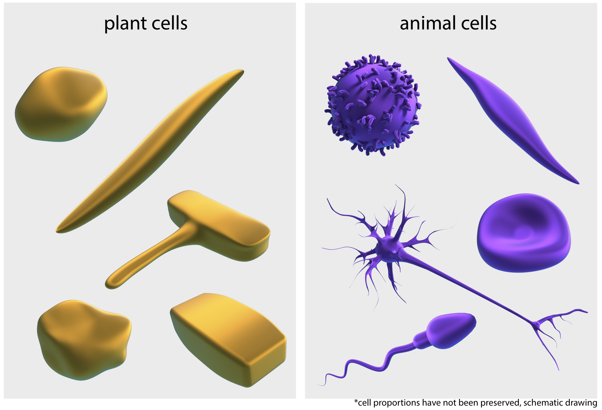 Ilustracja przedstawia dwie plansze z obrazami różnych kształtów komórek. Po lewej znajduje się plansza, przedstawiająca  komórki roślinne, plant cells w kolorze brązowym. Komórki roślinne mają kształty sfery, wielokąta, podłużnego wrzeciona, prostopadłościanu czy młota. Po prawej znajduje się plansza, przedstawiająca w kolorze fioletowym komórki zwierzęce, animal cells. Komórki zwierzęce mają kształty: podłużnego wrzeciona, spłaszczonego dysku, plemnika, komórki nerwowej czyli długiego trzonu zakończonego po obu stronach rozgałęzieniami.