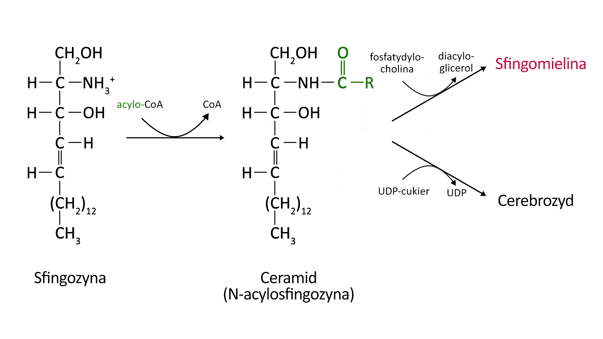 Ilustracja przedstawiająca reakcje prowadzące do powstawania sfingolipidów ze sfingozyny. Cząsteczka sfingozyny zbudowana jest z grupy metylenowej CH2 związanej z grupą hydroksylową oraz atomem węgla podstawionym, atomem wodoru, grupą NH3+ oraz kolejnym atomem węgla, który to jest związany z atomem wodoru, grupą hydroksylowa oraz grupą CH. Grupa ta łączy się za pomocą wiązania podwójnego z kolejną grupą CH związaną z pierwszą z dwunastu kolejno połączonych ze sobą grup metylenowych CH2, z których ostatnia podstawiona jest grupą metylową CH3. Strzałka w prawo. Dochodzi do acylowania sfingozyny z udziałem acylokoenzymu A, co prowadzi do powstania koenzymu A oraz cząsteczki ceramidu, to jest N‑acylosfingozyny. Grupa NH3+ w cząsteczce sfingozyny została zastąpiona grupą NH związaną z grupą acylową, którą stanowi atom węgla połączony za pomocą wiązania podwójnego z atomem tlenu oraz za pomocą wiązania pojedynczego z podstawnikiem R; następnie N‑acylosfingozyna może ulegać jednej z dwóch reakcji. W pierwszej reaguje z fosfatydylocholiną, dając sfingomielinę oraz dodatkowo diacyloglicerol. W drugiej reakcji N‑acylosfingozyna reaguje z resztą cukrową cząsteczki U D P wiązanie pojedyncze cukier, czyli reszta cukrowa, co daje cerebrozyd oraz dodatkowo U D P; wzorów sfingomieliny i cerebrozydu nie uwzględniono na schemacie.