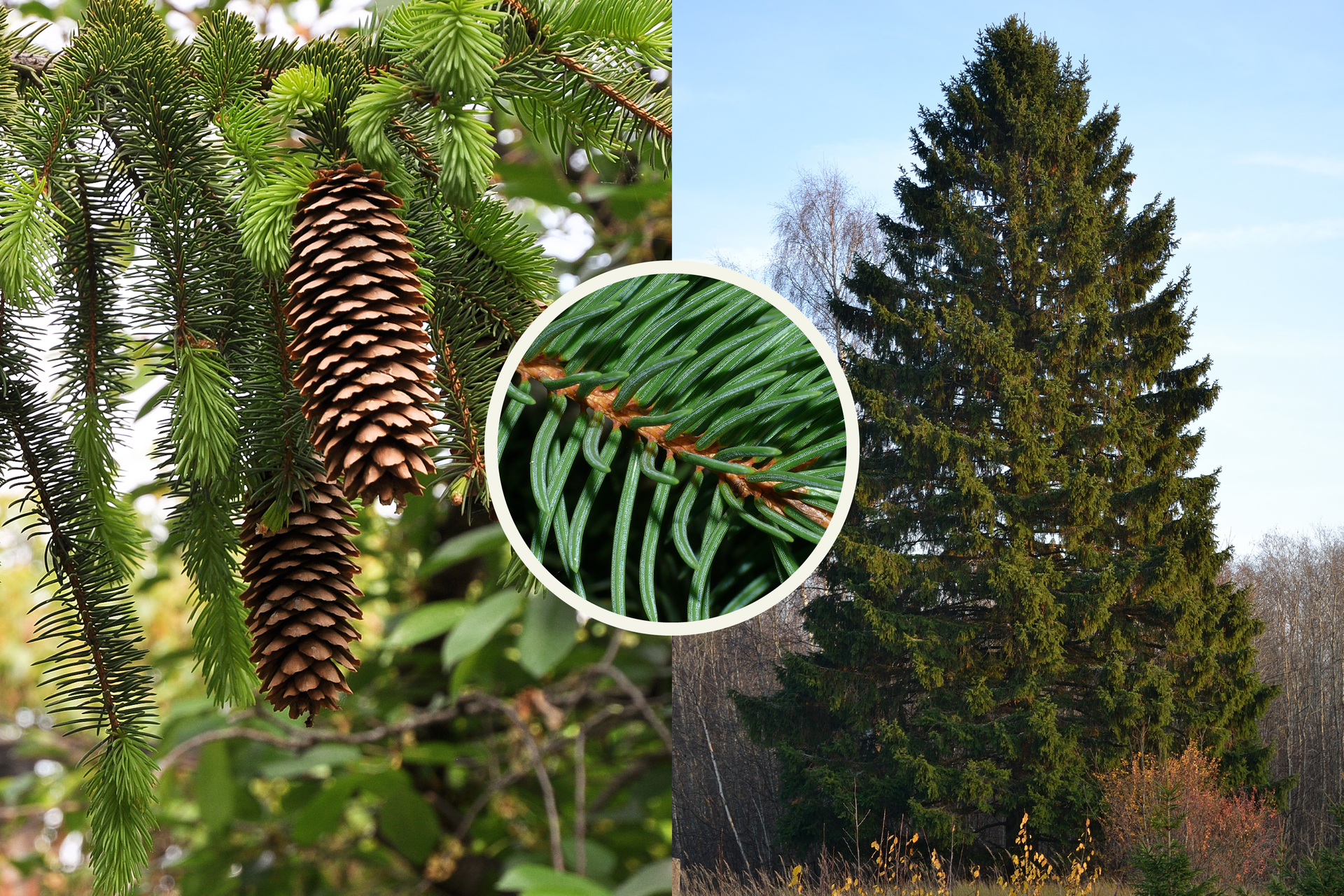 Fotografia z lewej przedstawia kilka gałęzi świerka pospolitego z pojedynczymi igłami. Zwisają z niej dwie długie, brązowe szyszki. Po prawej fotografia przedstawia pojedyncze drzewo na tle innych drzew. Kółko w centrum przedstawia zbliżenie pędu świerka: brązowa gałązka i zielone liście.