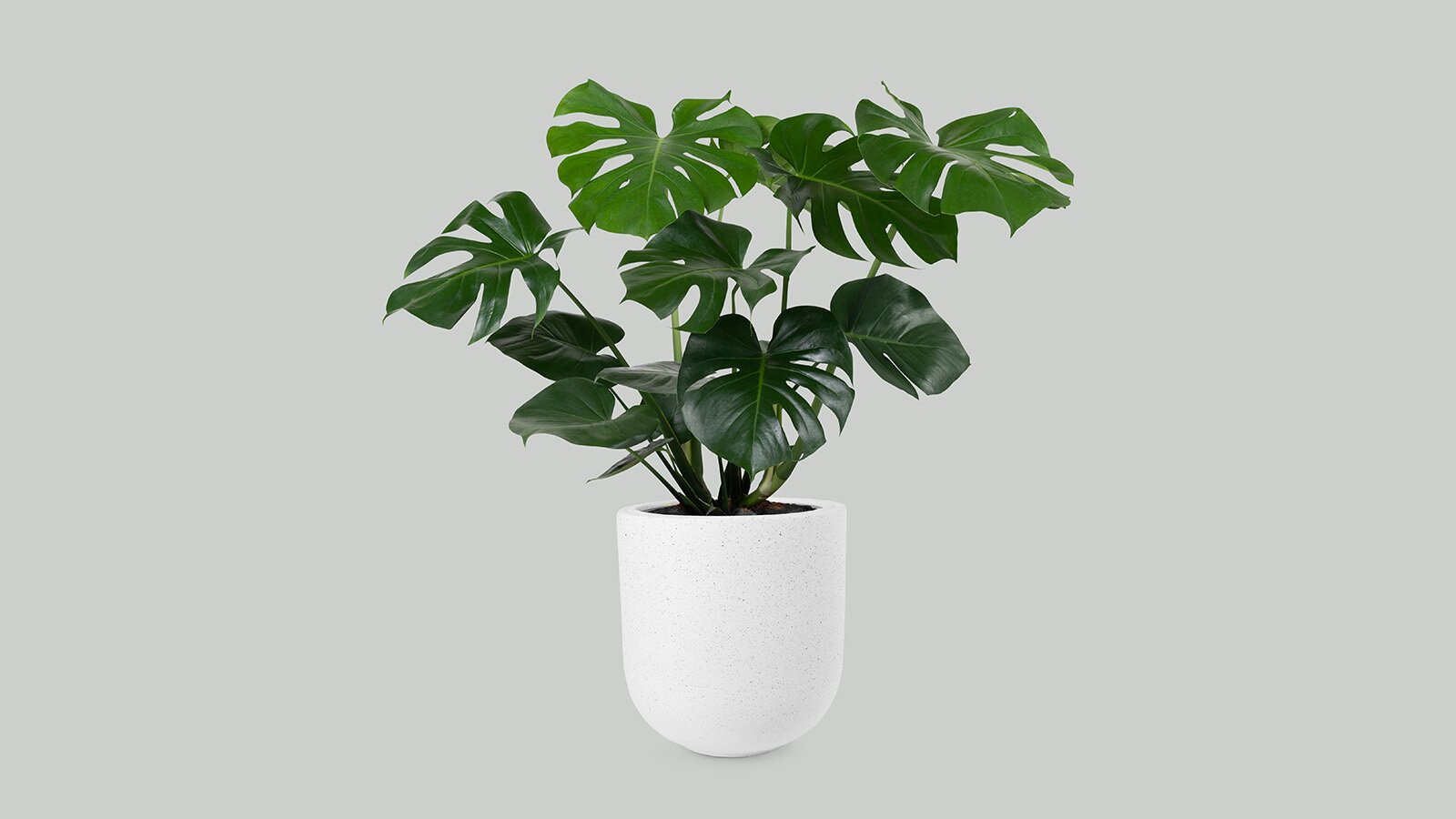 Zdjęcie przedstawia monsterę, roślinę doniczkową o wielu łodygach wyrastających z jednego korzenia. Łodygi zakończone są dużymi liśćmi, z pęknięciami po bokach, schodzącymi od zewnątrz do środka liścia.