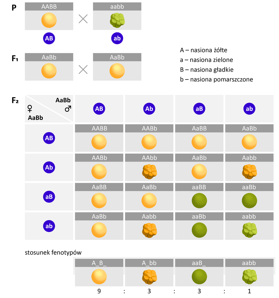Grafika przedstawia krzyżówkę genetyczną. Allele oznaczają następujące cechy: duża literka A – nasiona żółte; mała literka a – nasiona zielone; duża literka B – nasiona gładkie; mała literka b – nasiona pomarszczone. Pokolenie rodzicielskie oznaczone jako P składa się z dwóch nasion: żółtego, gładkiego o genotypie A duże A duże B duże B duże oraz zielonego pomarszczonego o genotypie a małe b małe a małe b małe. Pokolenie potomne F indeks dolny 1 składa się z dwóch żółtych, gładkich nasion o genotypie A duże B duże a małe b małe. Pokolenie potomne F indeks dolny 2 składa się z szesnastu nasion o różnych genotypach. Wśród nich występują cztery różne fenotypy: żółte gładkie nasiona, żółte pomarszczone nasiona, zielone gładkie nasiona i zielone pomarszczone nasiona w stosunku 9:3:3:1.