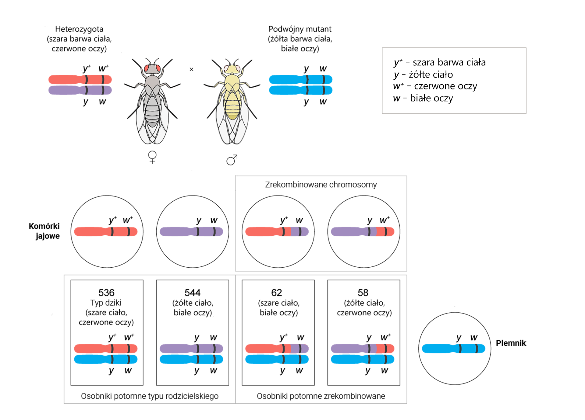 Ilustracja przedstawia krzyżówkę testową pomiędzy muszkami. U góry znajduje się szara muszka z czerwonymi oczami podpisana heterozygota, obok narysowane są dwa chromosomy, jeden z zaznaczonymi genami y+ i w+, drugi z genami y i w. Obok znak mnożenia i żółta muszka z białymi oczami podpisana podwójny mutant, obok narysowane są dwa chromosomy, obydwa z zaznaczonymi genami y i w. Obok ramka z objaśnieniami alleli: y+ – szara barwa ciała, y – żółte ciało, w+ – czerwone oczy, w – białe oczy. Poniżej widoczna jest tabelka z liczbami osobników potomnych: 536 osobników o szarym ciele i czerwonych oczach (y+w+/yw) i 544 osobniki o żółtym ciele i białych oczach (yw/yw), podpisane jako osobniki potomne typu rodzicielskiego oraz 62 osobniki o szarym ciele i białych oczach (y+w/yw) i 58 osobników o żółtym ciele i czerwonych oczach (yw+/yw), podpisane jako osobniki potomne zrekombinowane.