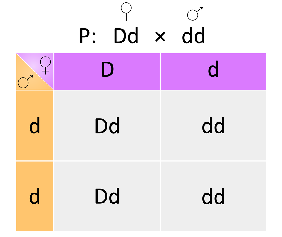 W tabeli przedstawiona jest krzyżówka genetyczna heterozygoty duże D małe d i homozygoty recesywnej małe d małe d. Przedstawia skrzyżowanie osobnika żeńskiego o genotypie duże D i małe d oraz męskiego o genotypie małe d małe d. W górnym wierszu tabeli, w oddzielnych kratkach są wypisane dwa geny osobnika żeńskiego: duże D oraz małe d na fioletowym tle. Z kolei po lewej stronie, w pionowej kolumnie w osobnych kratkach są wypisane geny osobnika męskiego: małe d oraz małe d  na żółtym tle. W miejscu, gdzie krzyżuje się duże D żeńskie i małe d męskie powstał osobnik o genach duże D i małe d. W miejscu gdzie małe d żeńskie krzyżuje się z małym d męskim powstał osobnik o genach małe d i małe d. W drugim rzędzie krzyżuje się duże D żeńskie i małe d męskie - powstaje kolejny osobnik o genotypie duże D i małe d. W kolejnej komórce krzyżuje się małe d żeńskie i małe d męskie - powstaje kolejny osobnik o genotypie małe d i małe d.