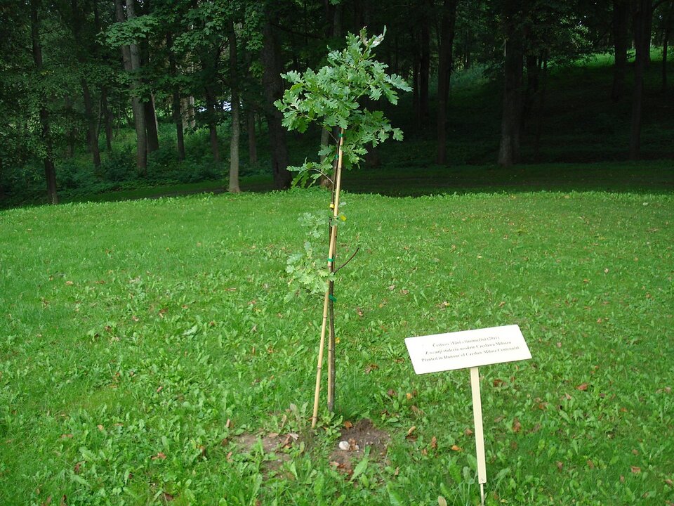 Zdjęcie przedstawia młody dąb zasadzony na niewielkiej polanie. Przed drzewem umieszczona jest niewielka tabliczka z niewyraźnym opisem.