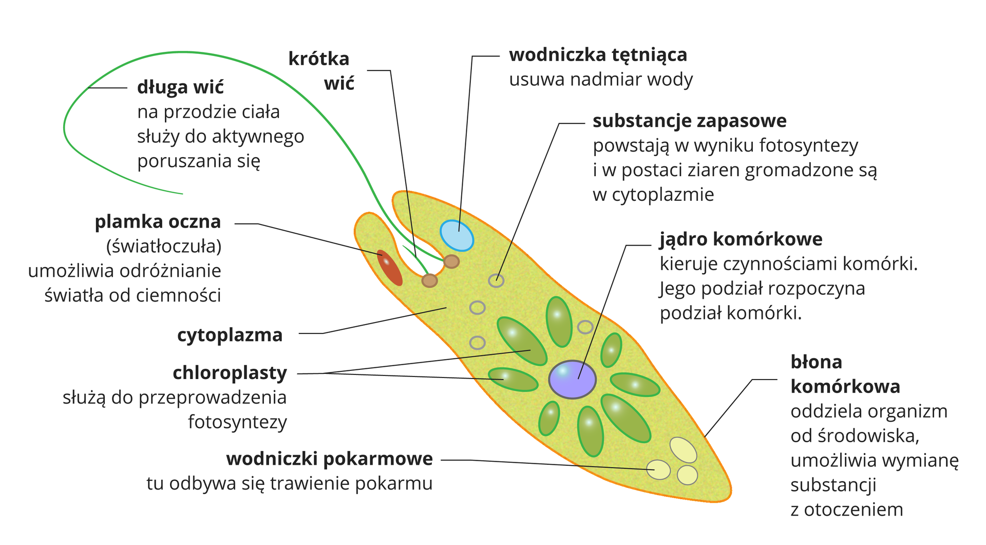 Ilustracja przedstawia żółto zielony, wydłużony kształt z długą wicią u góry, czyli komórkę eugleny. W zagłębieniu u góry obok długiej wici jest krótka wić. Obok po lewej znajduje się czerwona plamka oczna. Po prawej błękitna, okrągła wodniczka tętniąca. Poniżej małe kółeczka w cytoplazmie oznaczają substancje zapasowe. W centrum komórki znajduje się niebieskie jądro komórkowe, promieniście otoczone zielonymi chloroplastami. W dolnym końcu komórki zaznaczono jasne pęcherzyki, czyli wodniczki trawienne.