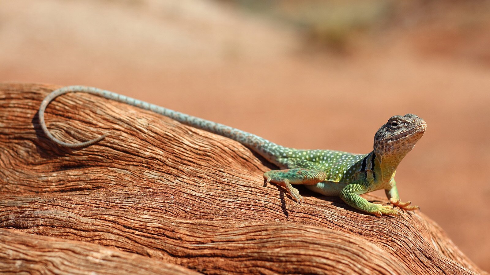 Zdjęcie przedstawia jaszczurkę leżącą na konarze. 