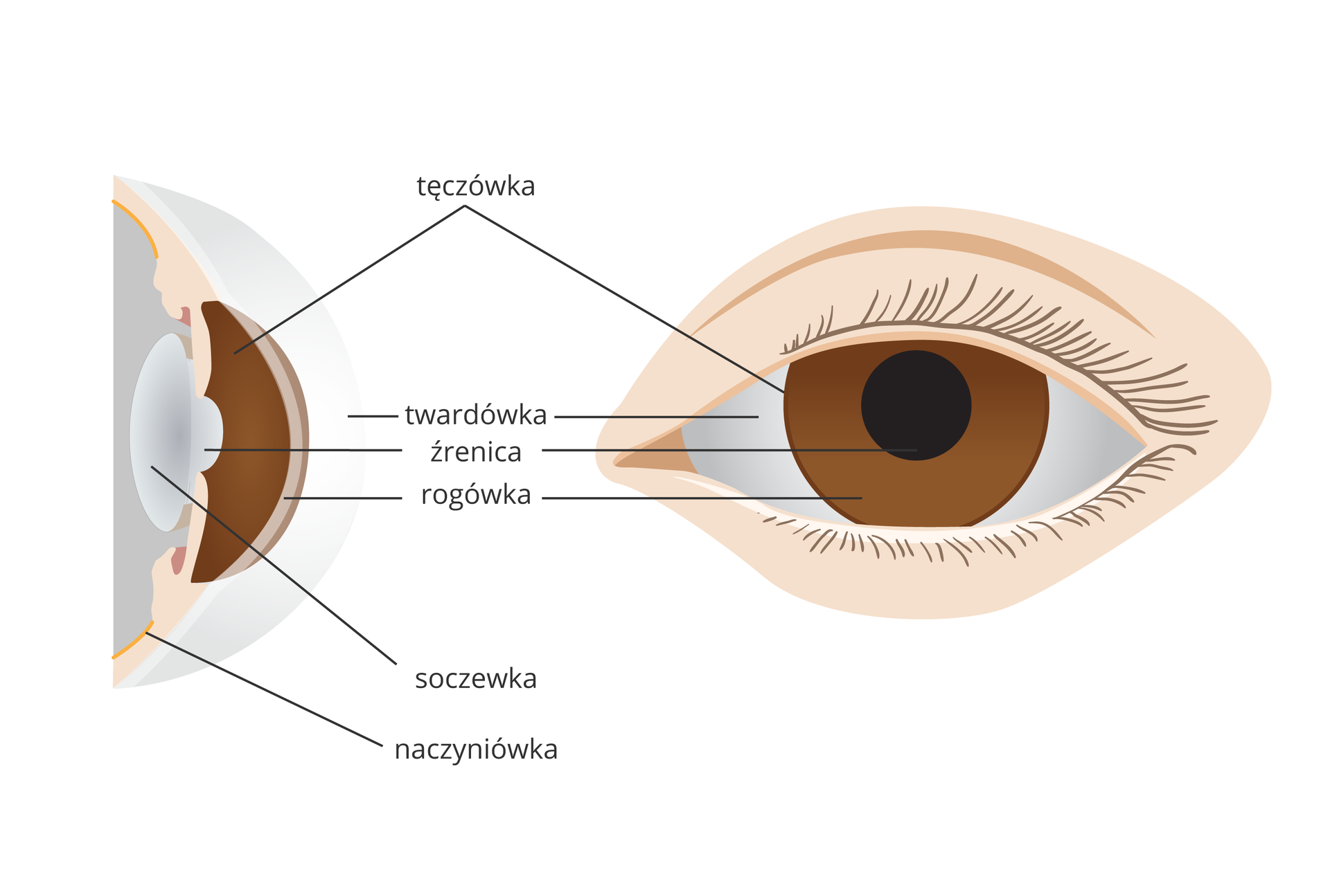 Ilustracja składa się z dwóch rysunków przedniej części oka. Z lewej przekrój pionowy, z prawej widok z przodu. Te same części przedstawione tym samym kolorem.