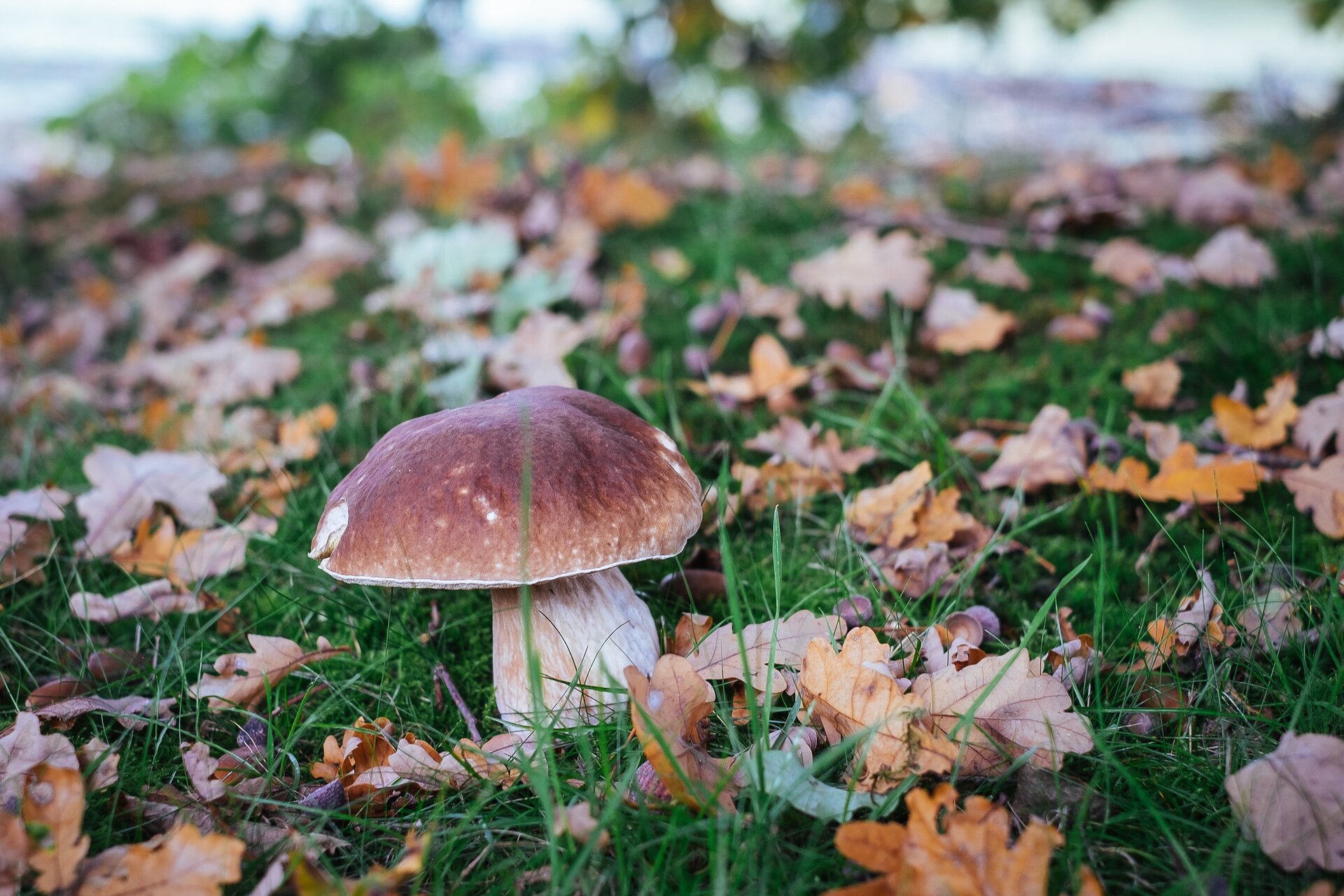 Zdjęcie przedstawiające maślaka zwyczajnego. Grzyb z jasną, dość grubą nóżką i jasnobrązowym, połyskliwym kapeluszem. Rośnie wśród mchu, przed nim leży podłużna szyszka.