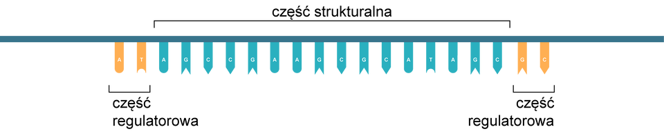 Ilustracja przedstawia budowę genu ciągłego. Gen ukazano w postaci poziomej długiej linii, do której są doczepione zasady w postaci pasków z literami A, T, G lub C. Na krańcach linii są paski z literami A, T (po lewej stronie) oraz G i C (na prawym krańcu). Oznaczono je kolorem żółtym. To część regulatorowa. Pozostałe białka  - w kolorze niebieskim - to część strukturalna. 