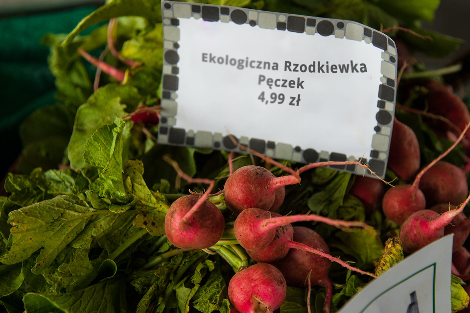 Zdjęcie przedstawia żywność ekologiczną. Znajduje się na nim pęczek rzodkiewek – korzeń i liście. Są one ubrudzone piachem. Na rzodkiewkach umieszczona jest etykieta z napisem EKOLOGICZNA RZODKIEWKA PĘCZEK – 4,99 zł. 