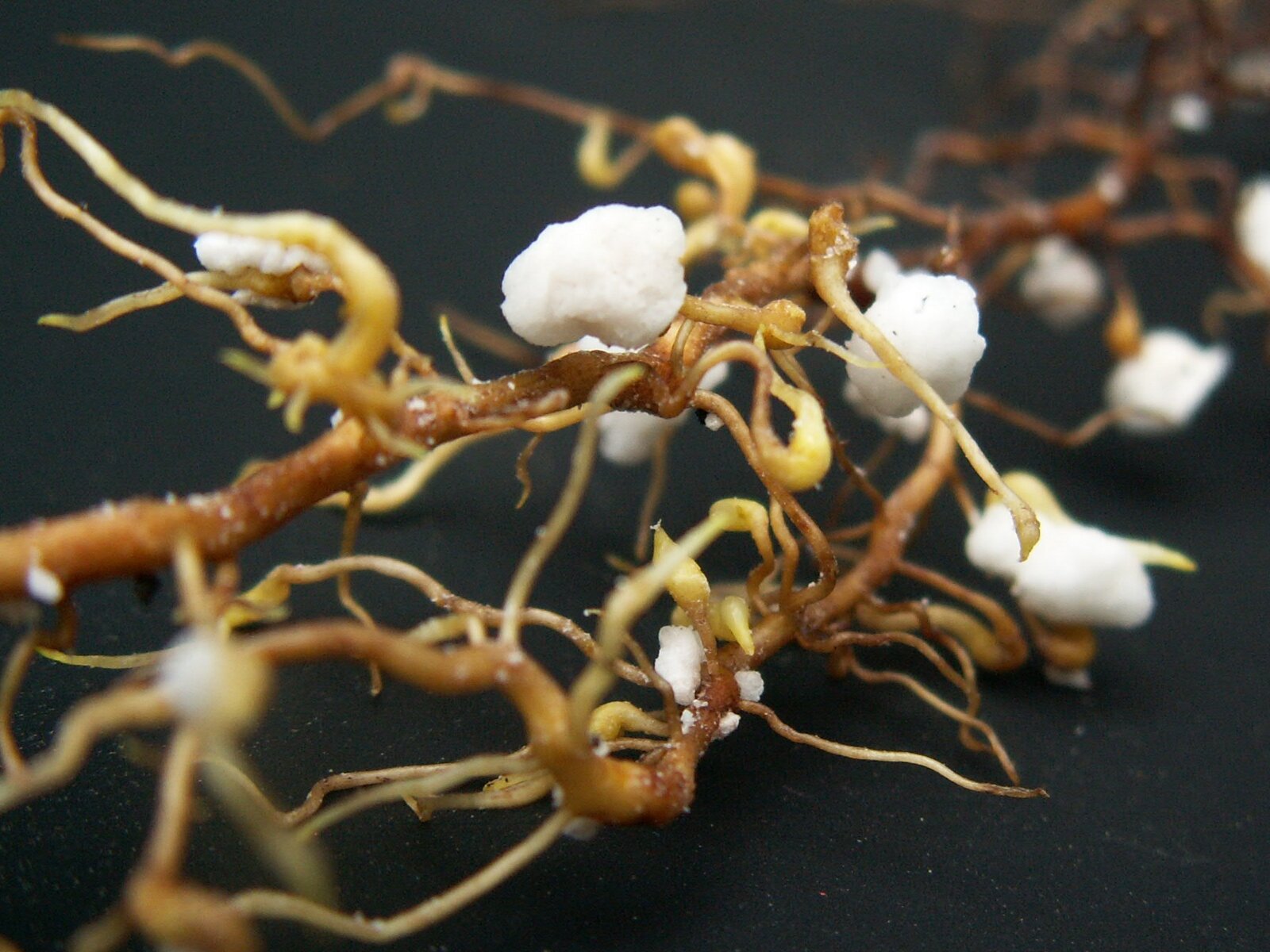 Korzenie uszkodzone przez filokserę