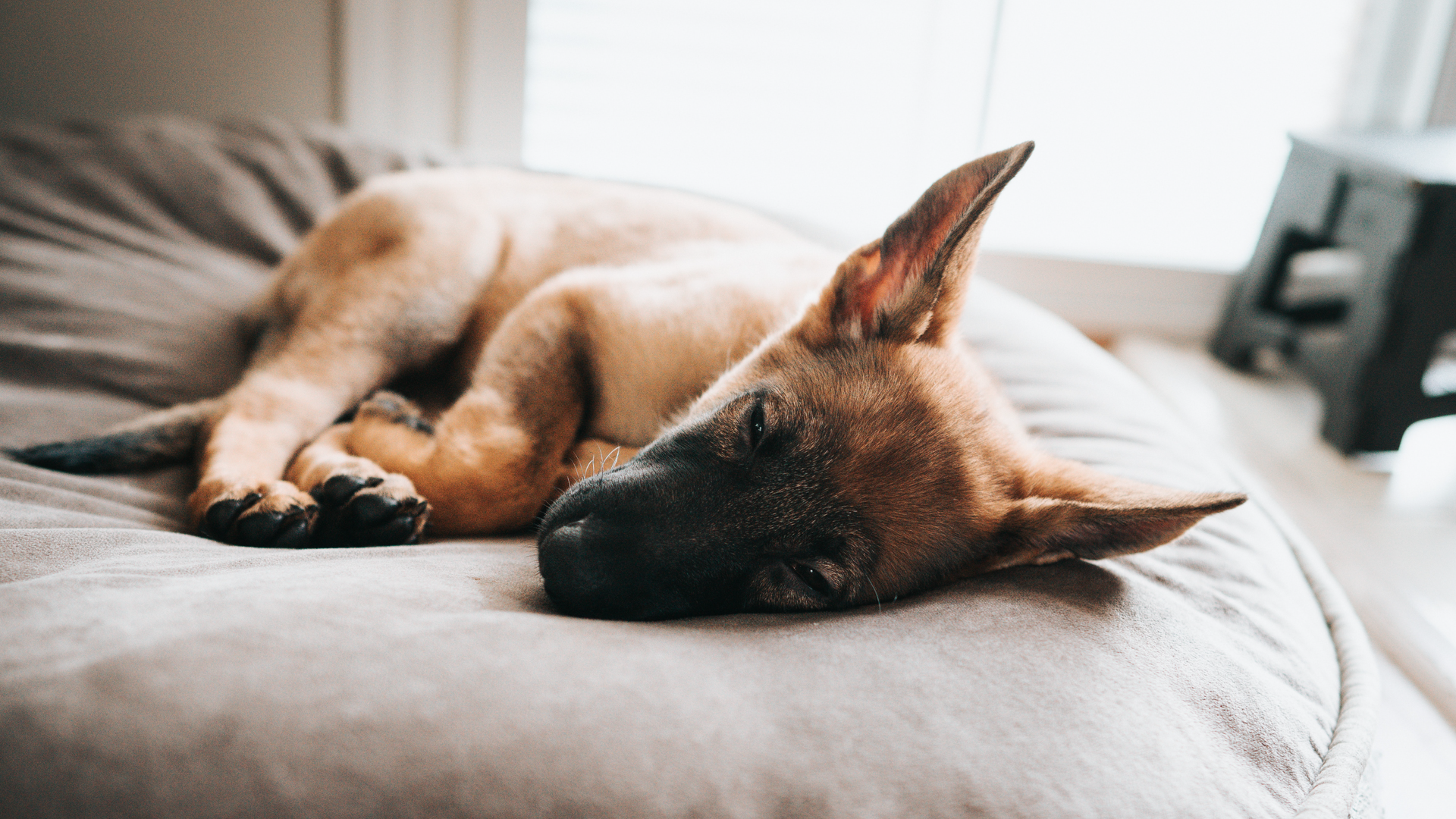 Zdjęcie przedstawia psa leżącego na poduszce.
