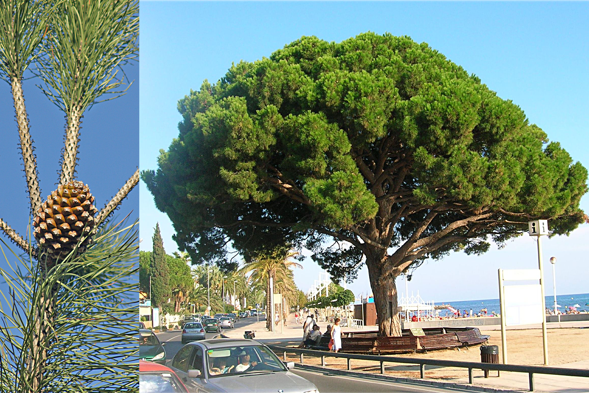 Fotografia z lewej przedstawia długie gałązki sosny pinii. Gałązki częściowo mają długie, wąskie igły w pęczkach po dwie. Na rozwidleniu gałązek wyrasta jajowata, regularnie urzeźbiona szyszka. Fotografia po prawej przedstawia śródziemnomorski krajobraz . Po ulicy jadą samochody, obok rośnie duże drzewo pinii. Na ławce wokół niego siedzą ludzie. W tle zabudowania, inne drzewa i pasek błękitnego morza.
