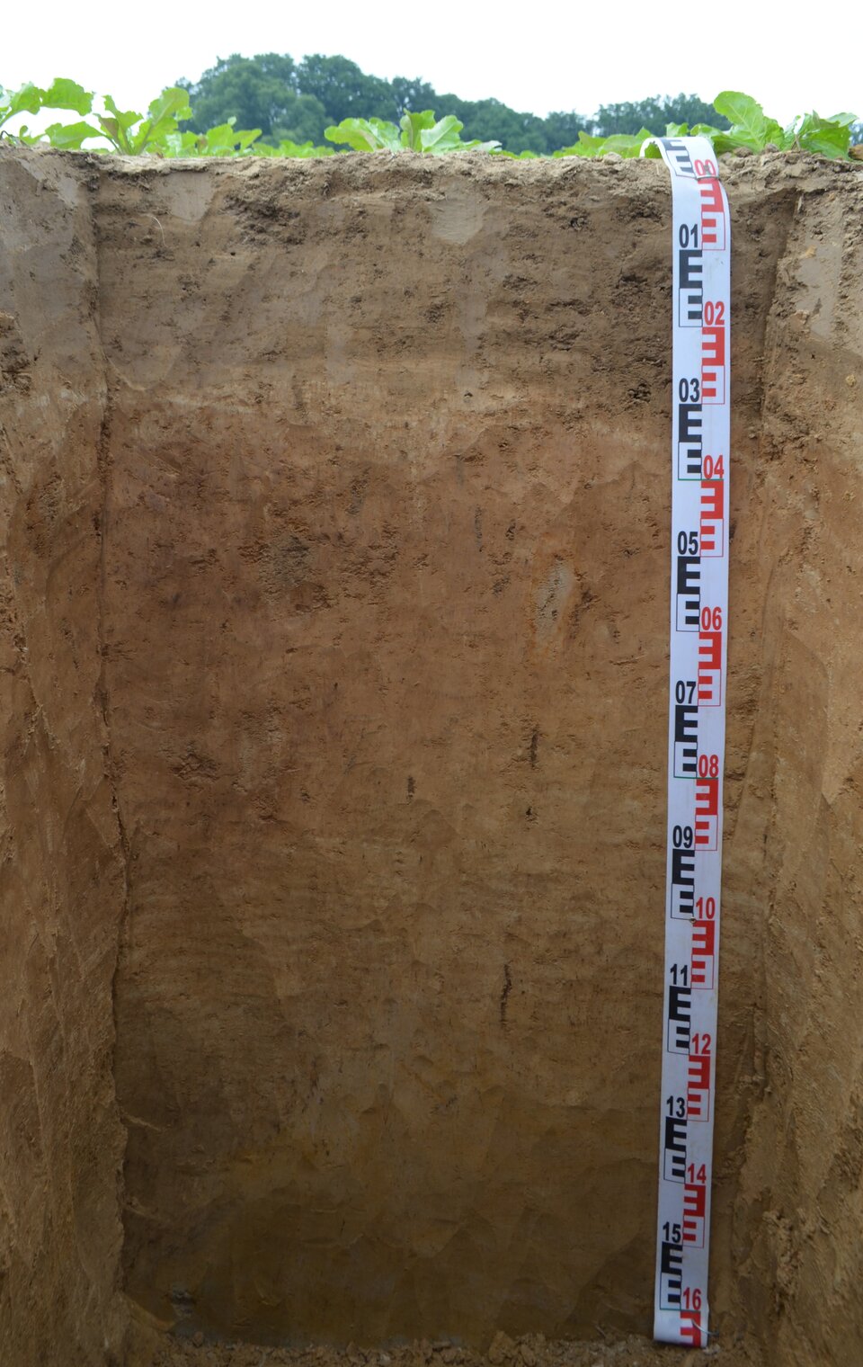 Zdjęcie przedstawia profil glebowy gleby płowej. Na powierzchni ziemi znajdują się młode rośliny, prawdopodobnie buraki cukrowe. Pierwsza warstwa w profilu jest ciemnobrązowa, zwarta. jest dość płytka. Pod nią  znajduje się warstwa jasnobrązowa, również wyglądająca na zwartą. Ostatni warstwa jest ciemnobrązowa, choć jaśniejsza od pierwszej warstwy. Wygląda na bardziej mazistą.