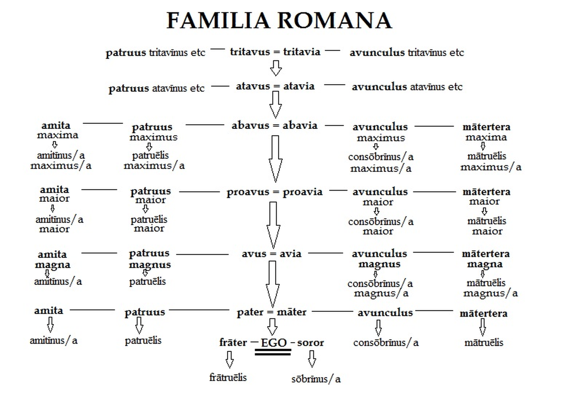 Ilustracja przedstawia drzewo genealogiczne z łacińskimi stopniami pokrewieństwa.