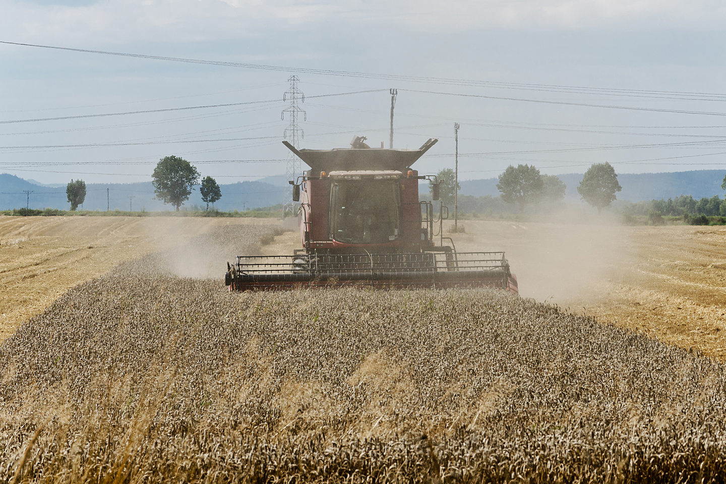 Fotografia przedstawia maszynę rolniczą koszącą zboże w polu. Jest to kombajn. Kombajn ma kwadratową budowę i utwierdzoną na przodzie maszyny żelazną długą, poziomą rolkę, zakończoną krótkimi grzebieniami wokoło. Rolka jest przytwierdzona przy samym dole maszyny. W tle widać drzewa.