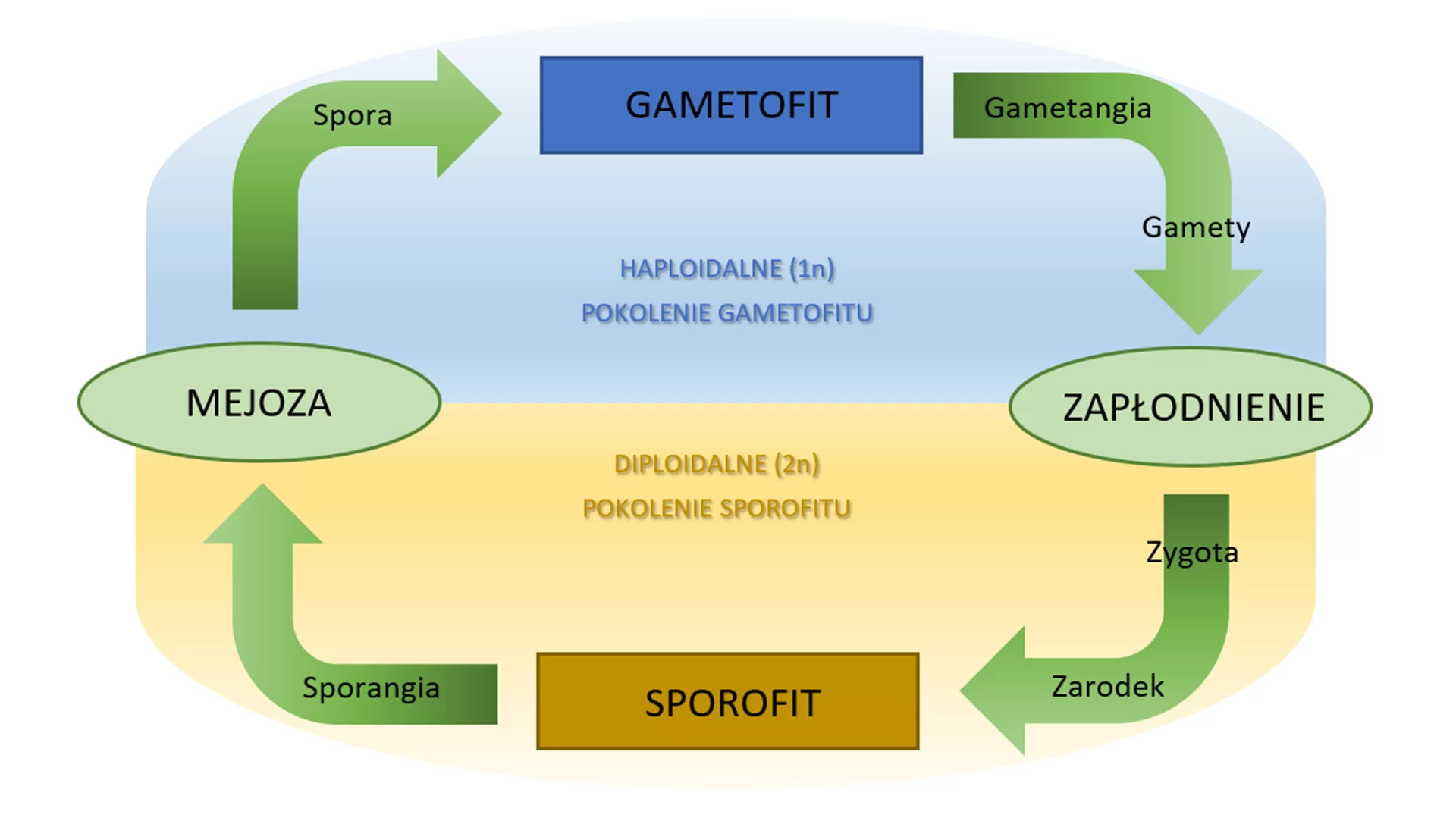Schemat przedstawia powstawanie sporofitów, a następnie gametofitów. Na ilustracji widoczny jest prostokąt podzielony na dwie połowy. Górna, niebieska symbolizuje haploidalne (1n) pokolenie gametofitu, dolna, żółta diploidalne (2n) pokolenie sporofitu. W górnej części w ramce widnieje napis gametofit, od niego w dół odchodzi strzałka z napisem gametangia, a poniżej gamety. Strzałka prowadzi do owalnej ramki z napisem zapłodnienie na styku niebieskiej i żółtej powierzchni. Dalej strzałka z napisem zygota i zarodek prowadzi do żółtej, prostokątnej ramki z napisem sporofit w dolnej części schematu. Następnie strzałka z napisem sporangia prowadzi w górę do do owalnej ramki z napisem mejoza na styku żółtej i niebieskiej powierzchni. Kolejna strzałka z napisem spora prowadzi do prostokątnej ramki z napisem gametofit i okrąg się zamyka.