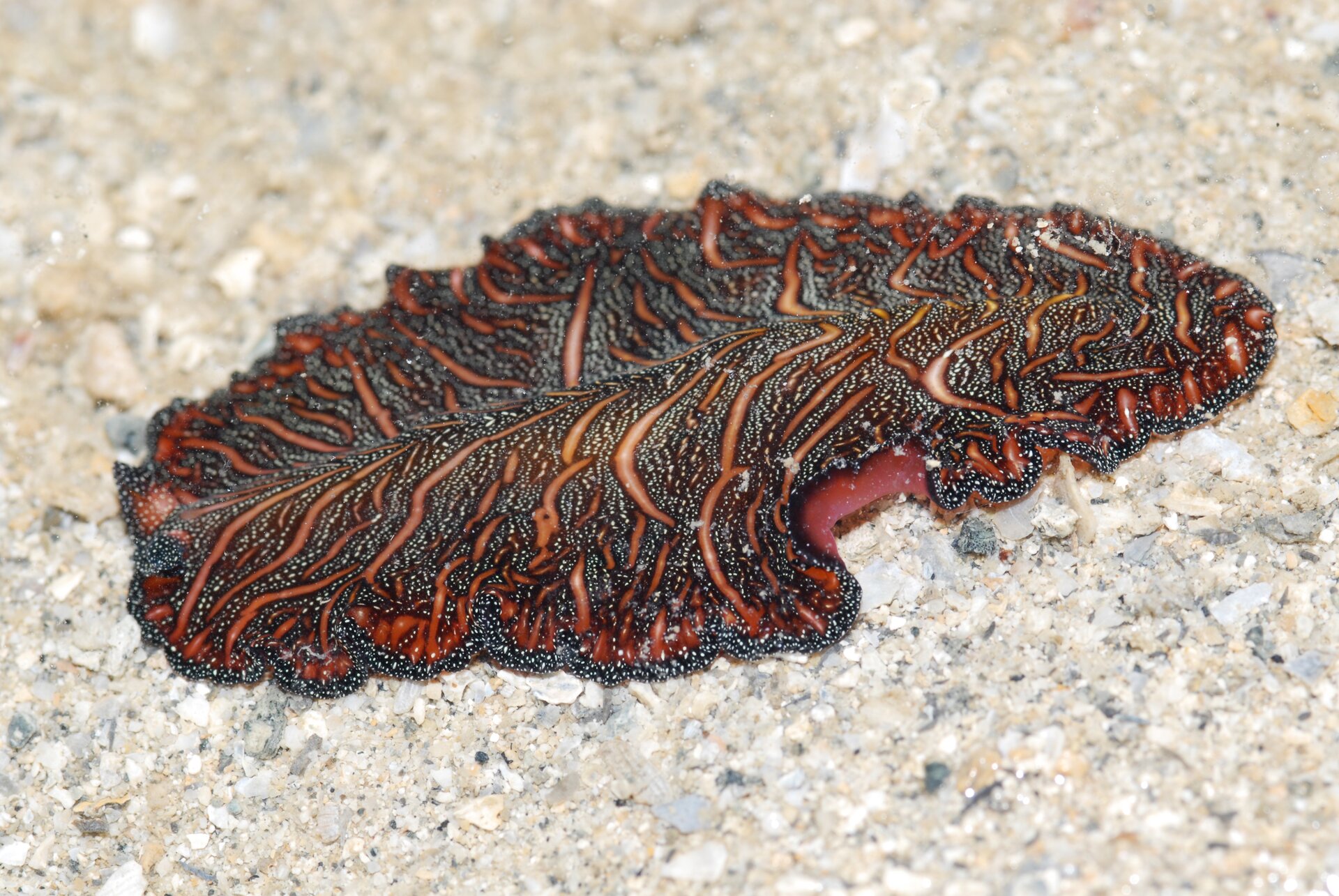 Na fotografii znajduje się pseudobiceros bedfordi – przedstawiciel płazińców. Posiada płaskie, pofalowane, długie ciało koloru czarnego w nieregularne wzory. Żyje w środowisku wodnym.