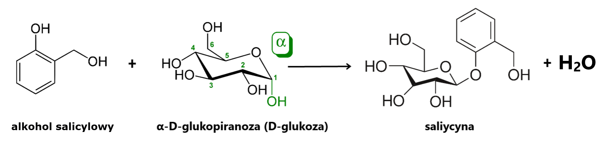 Ilustracja przedstawiająca równanie reakcji chemicznej. Cząsteczka alkoholu salicylowego o strukturze zbudowanej z pierścienia benzenowego podstawionego w pozycji pierwszej grupą hydroksylową oraz w pozycji drugiej grupą CH2OH. Dodać cząsteczka alfa‑D-glukozopiranozy (D‑glukozy) o strukturze sześcioczłonowy pierścień, w którym pierwszy lokant stanowi atom węgla C 1 związany z atomem tlenu wbudowanym w tenże pierścień. Węgiel C 5 zamyka pierścień i łączy się ze wspomnianym atomem tlenu oraz węglem C 6, niewbudowanym w pierścień. Od węgli C 1, C 2 oraz C 4 odchodzą do dołu grupy hydroksylowe OH, zaś do góry od węgla C 3, grupa hydroksylowa odchodzi również od węgla C sześć. Strzałka w prawo, za strzałką glukoza podstawiona przy węglu anomerycznym alfa, czyli węgli C 1 do góry atomem tlenu związanym z pierścieniem fenylowym podstawionym w pozycji drugiej grupą CH2OH dodać jedną cząsteczkę wody.   