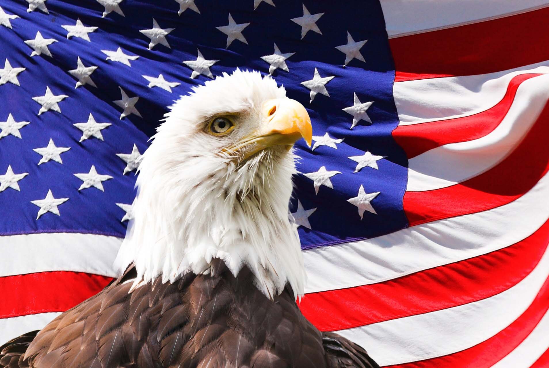 Zdjęcie przedstawia powiewającą flagę amerykańską. Widoczne są biało‑czerwone pasy, a w lewym górnym rogu niebieskie pole z białymi gwiazdkami. Na tle flagi widoczna jest głowa bielika amerykańskiego z charakterystycznym potężnym, żółtym dziobem i jasnożółtymi tęczówkami. Głowę bielika pokrywają białe pióra, widoczne są też pióra brązowe okalające pierś orła.