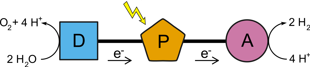 Grafika przedstawia uproszczony schemat przebiegu sztucznej fotosyntezy. Składa się ona z trzech połączonych ze sobą kompleksów chemicznych D, P oraz A. W miejscu D dochodzi do rozkładu dwóch cząsteczek wody na tlen oraz cztery wodory o dodatnim ładunku. Kompleks D jest donorem elektronu dla kompleksu P. Tam pod wpływem energii słonecznej elektron ten jest przekazywany do kompleksu A. Tam cztery wodory o dodatnim ładunku przechodzą w dwie cząsteczki wodoru.