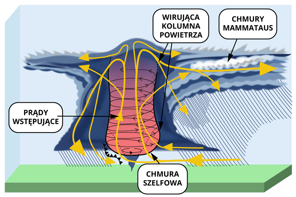 Ilustracja przedstawia trąbę powietrzną w postaci wirującej kolumny powietrza. Od dołu ku górze są prądy wstępujące, powietrze unosi się w kolumnie. W dolnej części wirującej kolumny jest chmura szelfowa. Po lewej i prawej stronie kolumny są ciemne chmury, z których pada deszcz. Po prawej stronie na wysokości górnej części wirującej kolumny są chmury mammataus - to pozioma chmura z wypukłościami.   