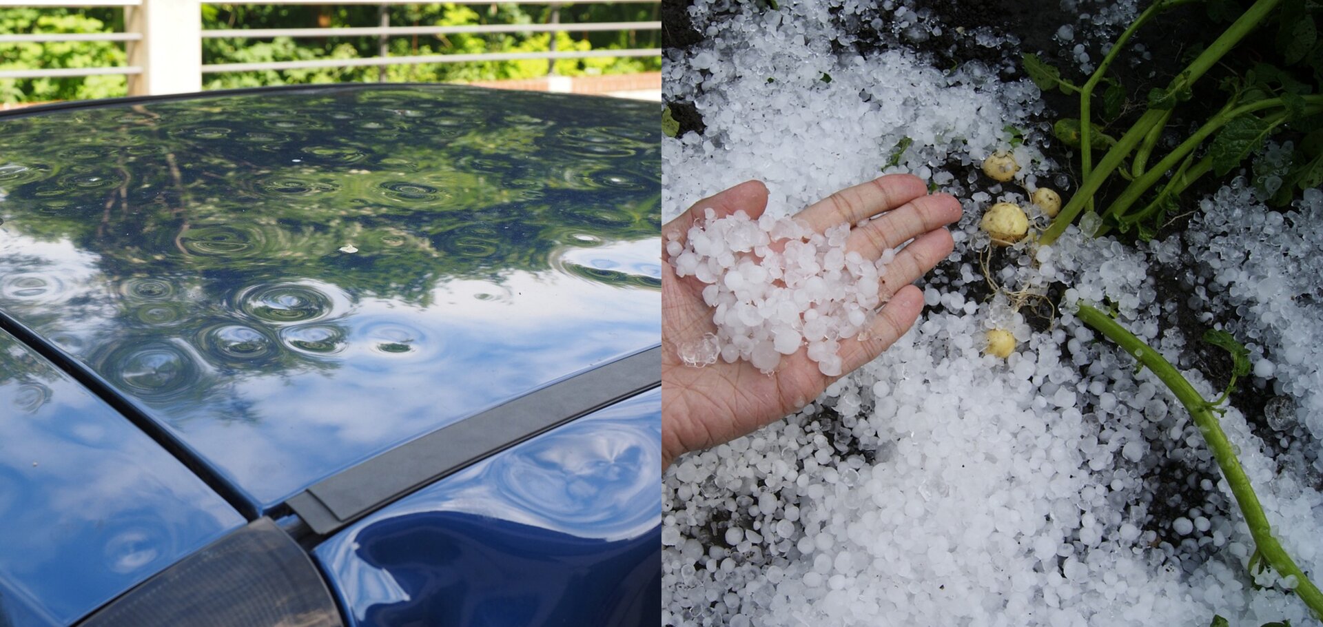 Ilustracja dzieli ekran na dwie części. Lewe zdjęcie prezentuje dach zaparkowanego, granatowego auta z licznymi kulistymi wgnieceniami w karoserii. Prawe zdjęcie prezentuje dłoń człowieka trzymającą liczne, okrągłe kostki lodu, które spadły na ziemię. Obok znajdują się zniszczone gradem rośliny.