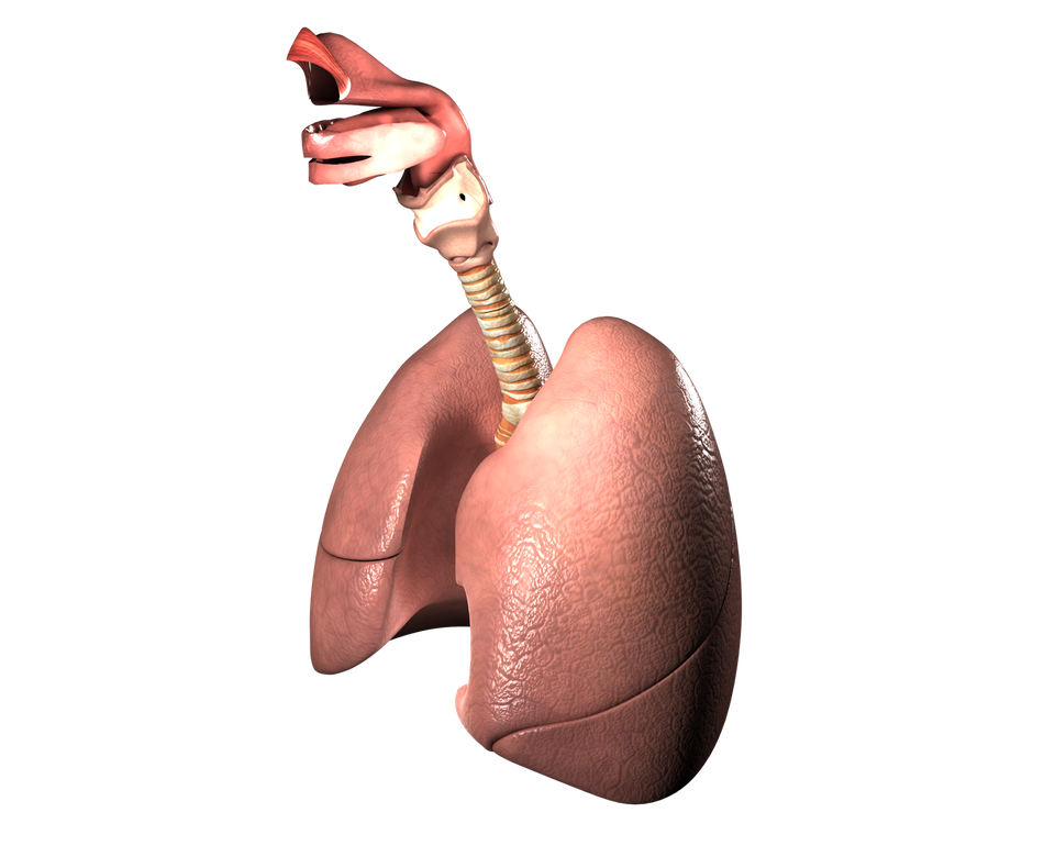 Ilustracja przedstawia model płuc. Jest to parzysty narząd w kolorze różowym z nierówną powierzchnią. Każde z płuc ma owalny kształt, spłaszczony na dole. Od góry płuca łączą się z tchawicą - karbowanym przewodem, który rozgałęzia się w dwie strony i wnika do płuc. 
