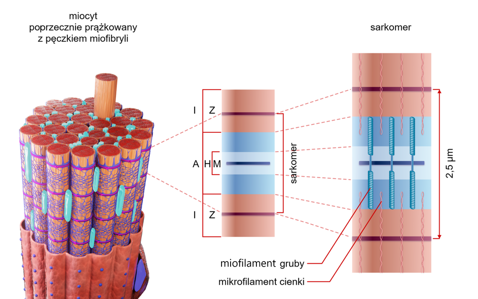 Schemat przedstawia prążkowanie miofibryli. Te znajdujące się na pierwszej ilustracji struktury składają się z wielu pionowych, walcowatych włókien budujących mięśnie, które przylegają do siebie. Fragmenty mięśni są otoczone co jakiś czas cysternami brzeżnymi - są to cienkie przewody otaczające struktury tworzące siatkę i oddzielone od siebie równymi przestrzeniami. Pomiędzy nimi znajdują się nieregularnie rozmieszczone kanaliki podłużne zilustrowane długie, pionowe przewody wzdłuż walcowatych struktur. Układ jest pokryty warstwą błony komórkowej – cienkiej skórki, która pokrywa całe włókno. Pod błoną komórkową są umieszczone poziome kanaliki poprzeczne, opasujące w regularnych odstępach kanaliki podłużne. Prążkowanie mikrofibryli ma miejsce w części mięśnia pomiędzy dwoma cysternami brzeżnymi. Druga ilustracja przedstawia w przybliżeniu to miejsce. Z góry i z dołu znajduje się prążek i, a po jego środku znajdują się linie z. Pomiędzy dwoma prążkami i znajduje się prążek a. Prążek a dzieli się na znajdujące się u góry i u dołu prążki h. Pomiędzy z nimi znajduje się dość cienki prążek m, a na jego środku ciemna linia. Obszar pomiędzy dwoma prążkami z nazywa się sarkomerem. Kolejna ilustracja przedstawia ułożenie miofilamentów. Przenikają one u góry i od dołu przez sarkomer. Przedstawione są jako cztery cienkie, falowane linie przecinające pionowo linie z. Występują u góry i u dołu na zmianę: miofilament gruby i miofilament cienki. Z boku znajduje się odcinek z zaznaczoną odległością dwa i pół nanometra.