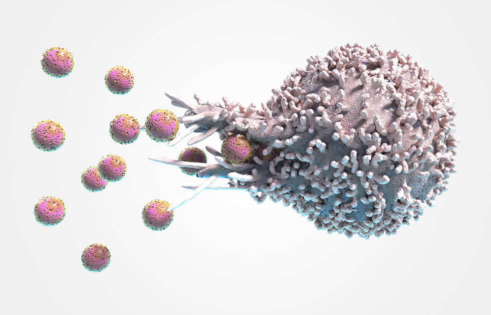 Ilustracja przedstawia schematycznie fagocytowanie bakterii przez makrofaga. Małe, różowe, nakrapiane kulki oznaczające bakterie są wchłaniane przez otwór w ścianie dużego, liliowego makrofaga.
