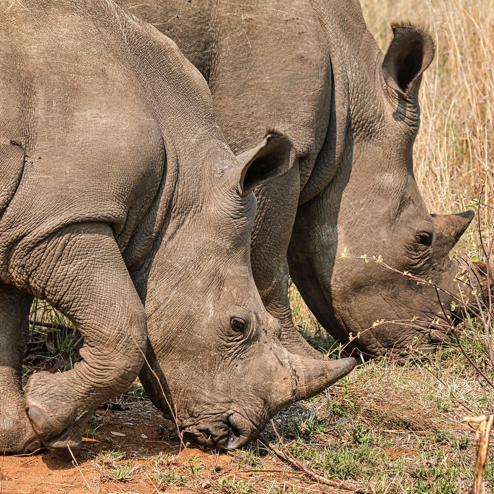 Zdjęcie przedstawia dwa nosorożce jedzące wyschłą trawę. 
