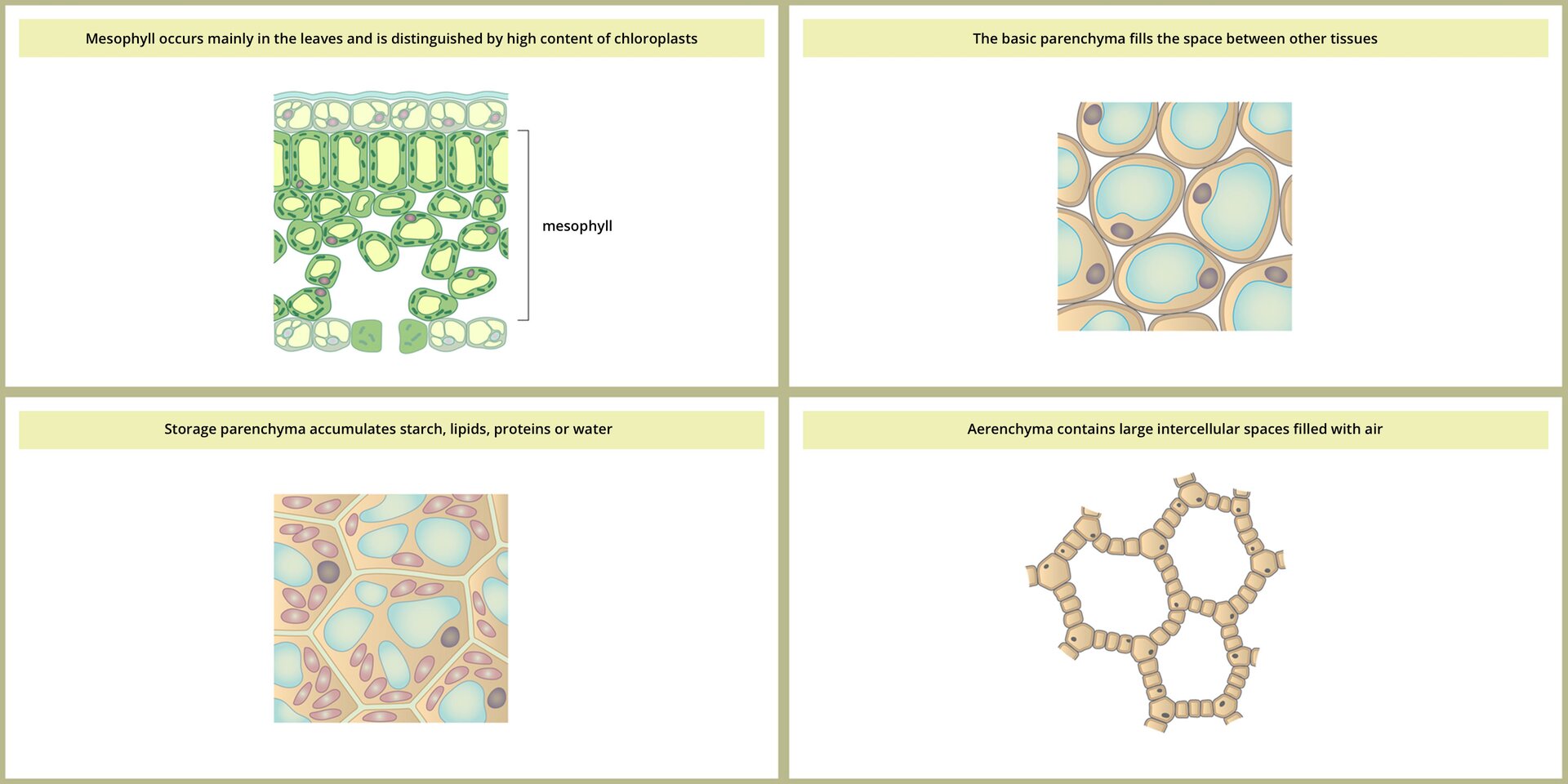 Ilustracja przedstawia cztery ilustrację miękiszu. Pierwsza ilustracja przedstawia zielony miękisz asymilacyjny na przekroju przez liść. U góry i u dołu liścia znajdują się komórki skórki o grubych ścianach. Miedzy nimi znajdują się podłużne, ściśle ułożone obok siebie komórki miękiszu, a pod nimi mniejsze, luźniej ułożone. W tych komórkach jest wiele chloroplastów. Podpis:Mezophyll occurs mailnly in the leaves and is distinguished by high content cloroplasts; Druga ilustracja przedstawia owalne, duże, beżowe komórki z wypełniająca błękitną wakuolą. Są to luźno ułożone komórki miękiszu zasadniczego, który wypełnia przestrzenie między innymi tkankami. Podpisano: The basic parenchyma fils the space between other tissues. Trzecia ilustracja przedstawia kilka ściśle połączonych, wielokątnych, beżowych komórek. Znajdują się w nich liczne fioletowe ziarnistości materiałów zapasowych oraz po kilka małych wakuoli. Podpisano: Storage parenchyma accumulates strach, lipids, proteins or water. Czwarta ilustracja przedstawia wielokątne, beżowe komórki miękiszu połączone ze sobą i tworzące rodzaj siatki. „Oczka” siatki oznaczają przestrzeń, w której może się znajdować powietrze. Podpisano: Aerenchyma contains large intercellular spaces filled with air.