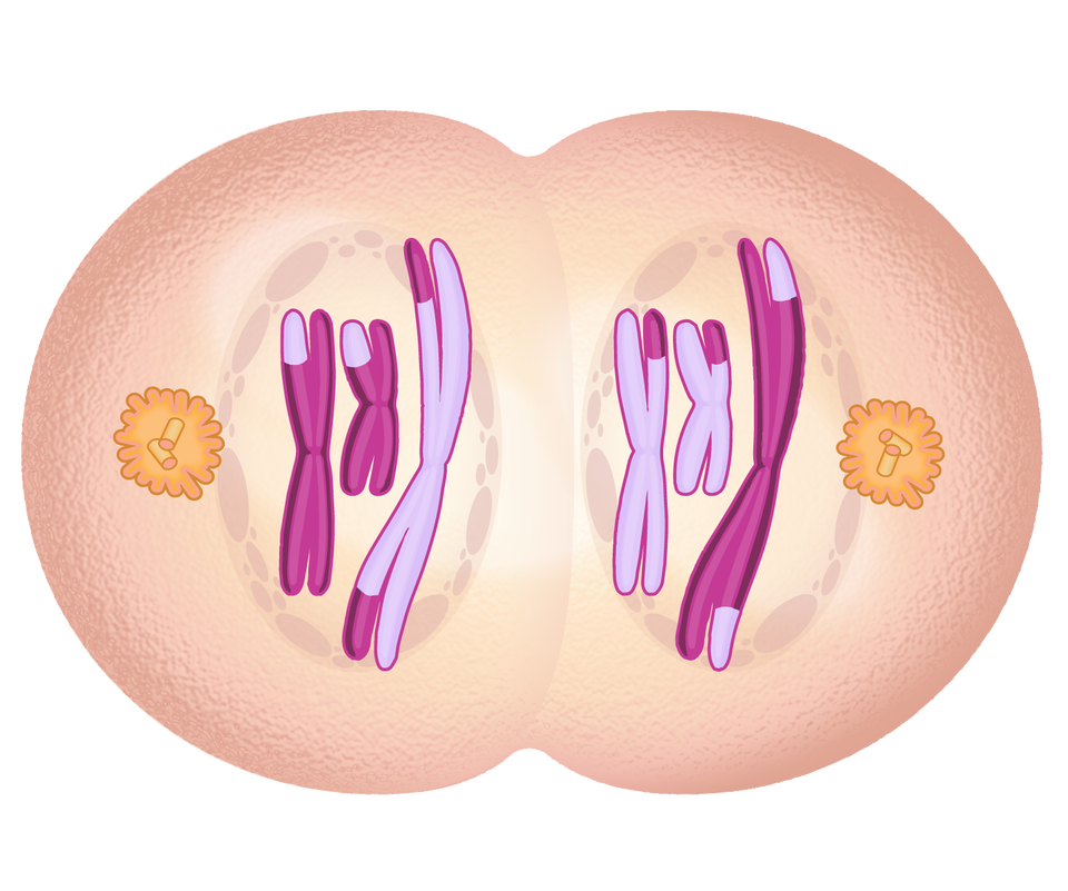 Na rysunku widać już komórkę fazie podziału czyli widoczne są dwie formy kuliste komórki połączone ze sobą. Pomiędzy nimi znajduje się bruzda podziałowa. W każdej części komórki znajdują się chromosomy i centrosomy.
