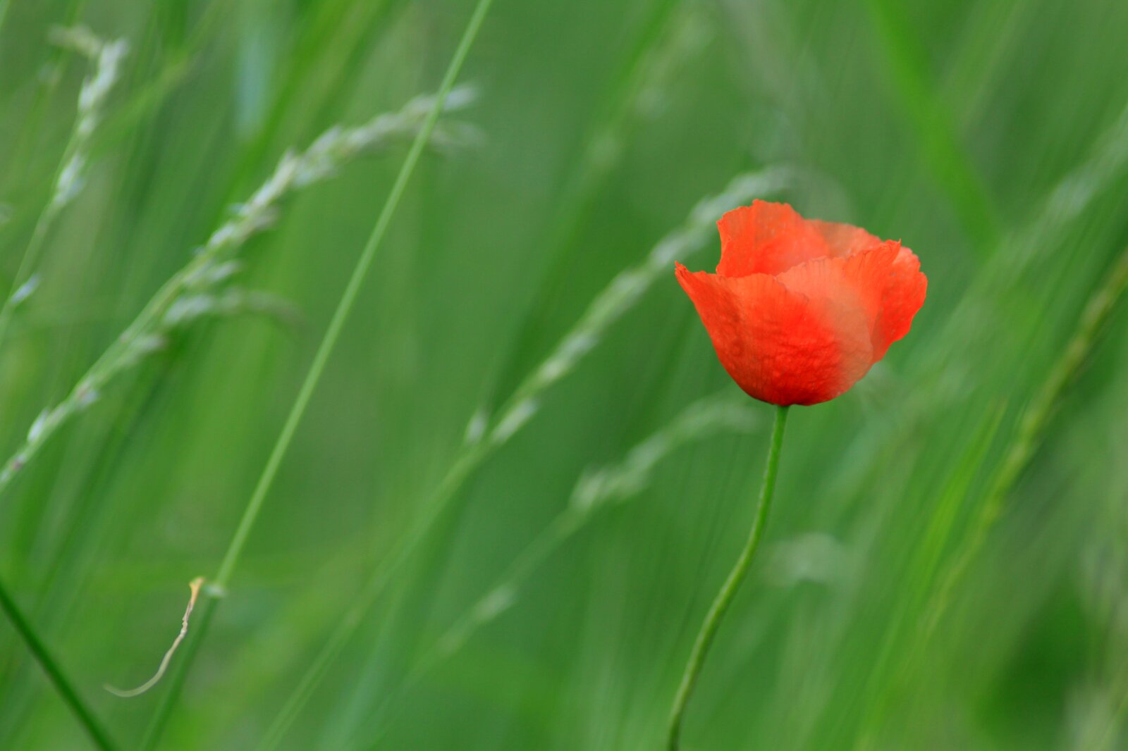 Kolorowe zdjęcie przedstawia rozkwitnięty, czerwony kwiatek maku. Tło jest zielone, nieostre, widać pojedyncze kłosy traw.